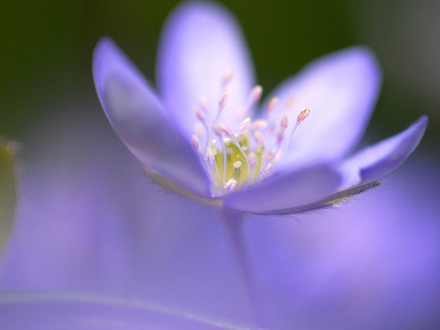Маленький фиолетовый цветок фиалки крупным планом