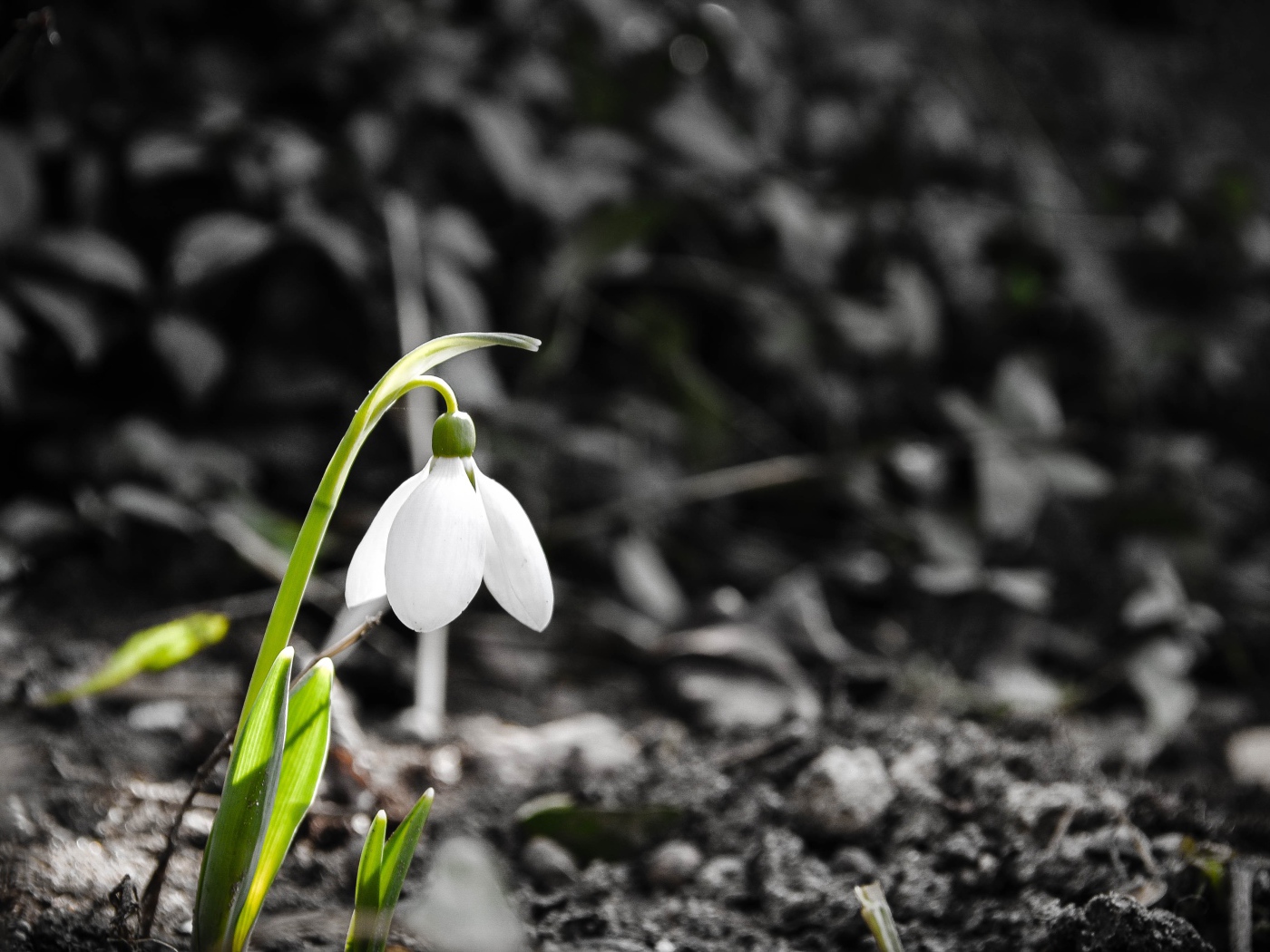 Одинокий белый весенний подснежник 