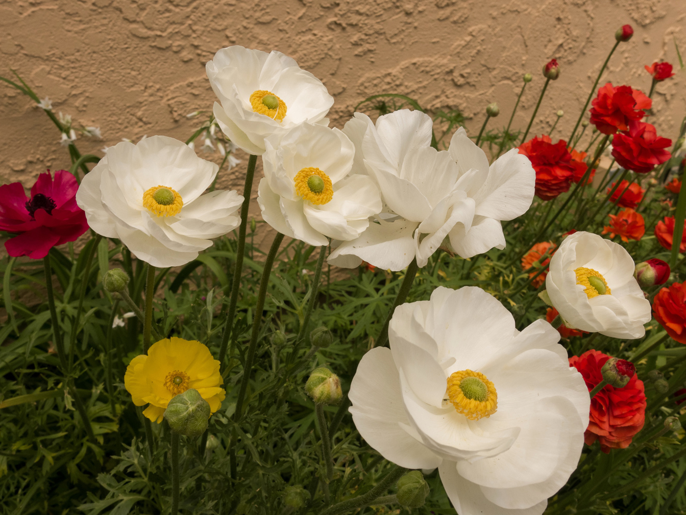 Разноцветные красивые цветы лютики на клумбе 