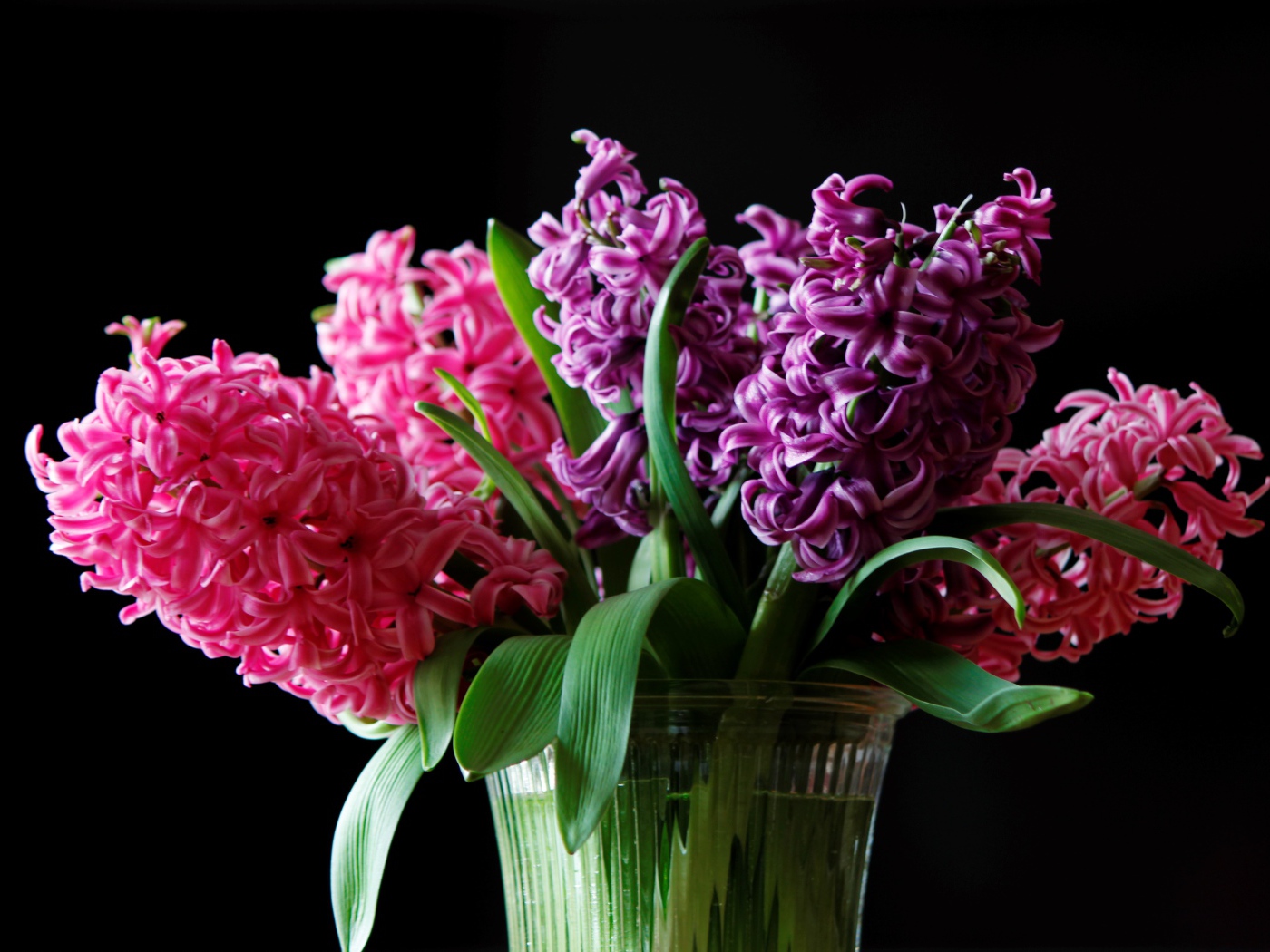 Разноцветные гиацинты в вазе на черном фоне