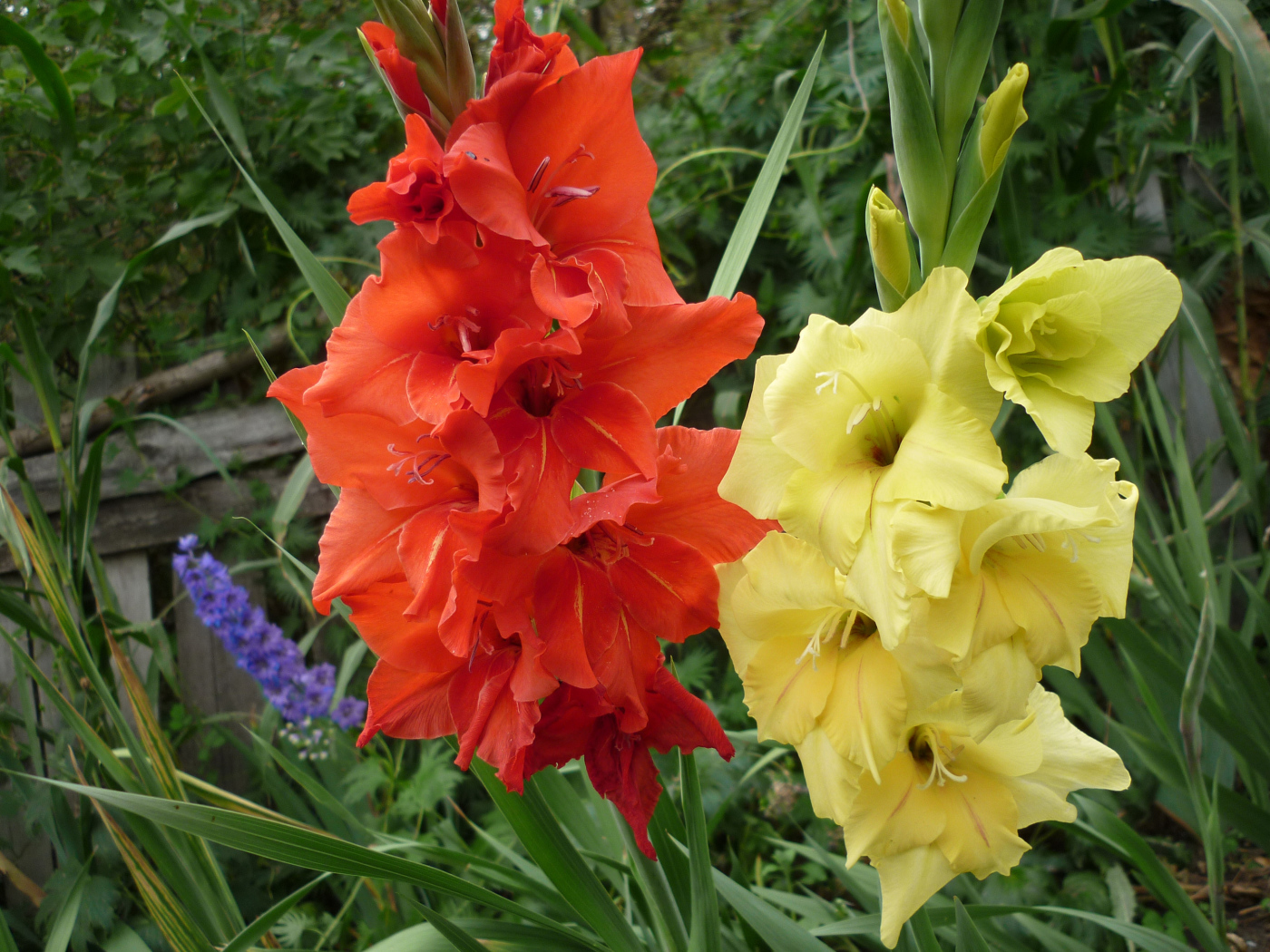 Разноцветные летние цветы гладиолусы крупным планом