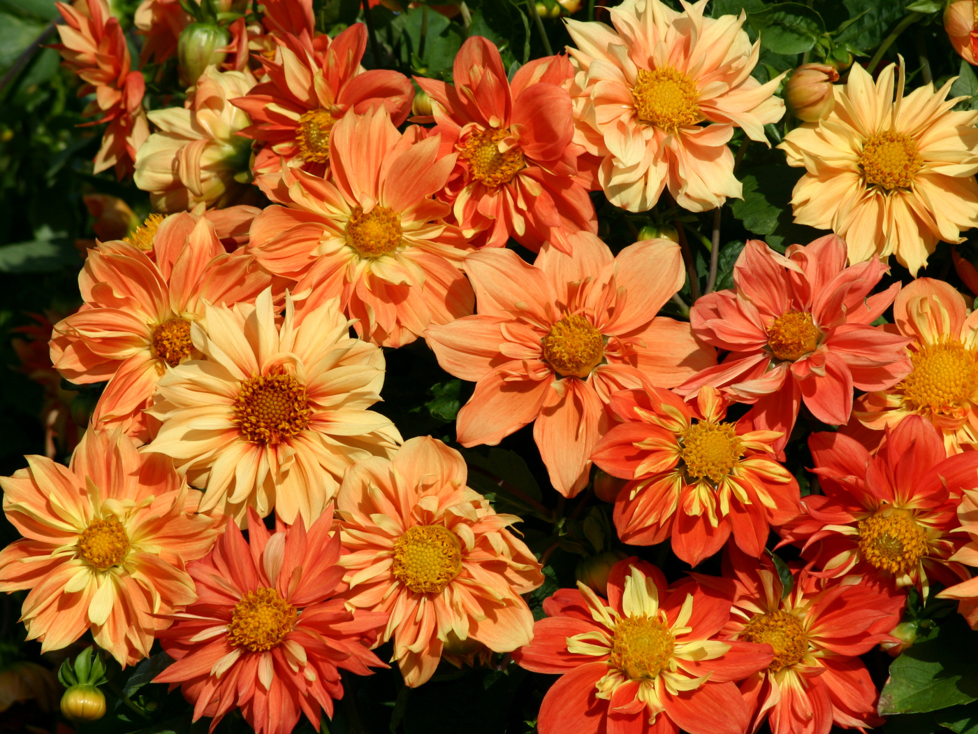 Оранжевые георгины крупным планом