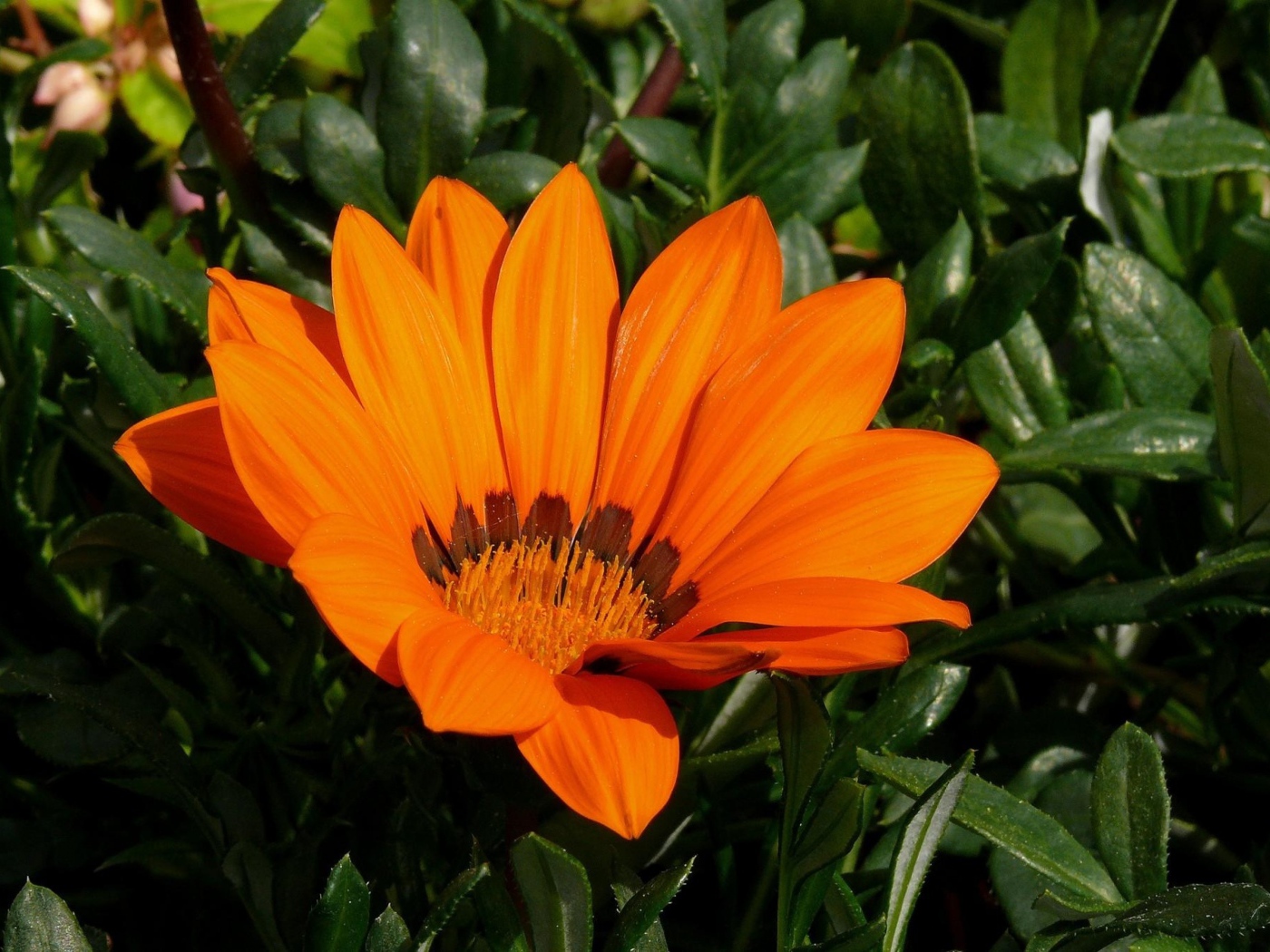 Оранжевый цветок газания крупным планом