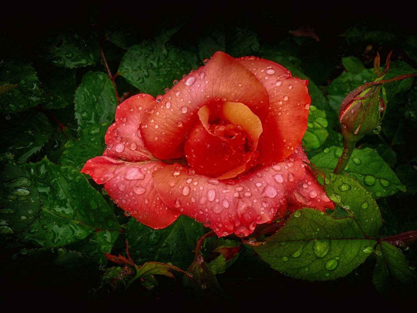 Оранжевая роза с бутоном в капельках росы 