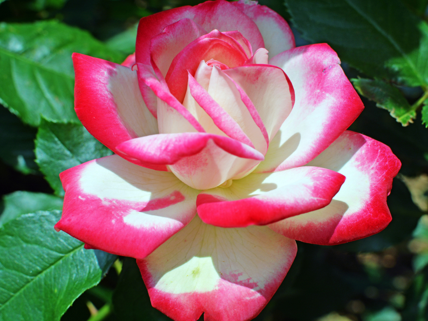 Розово -белая роза крупным планом 