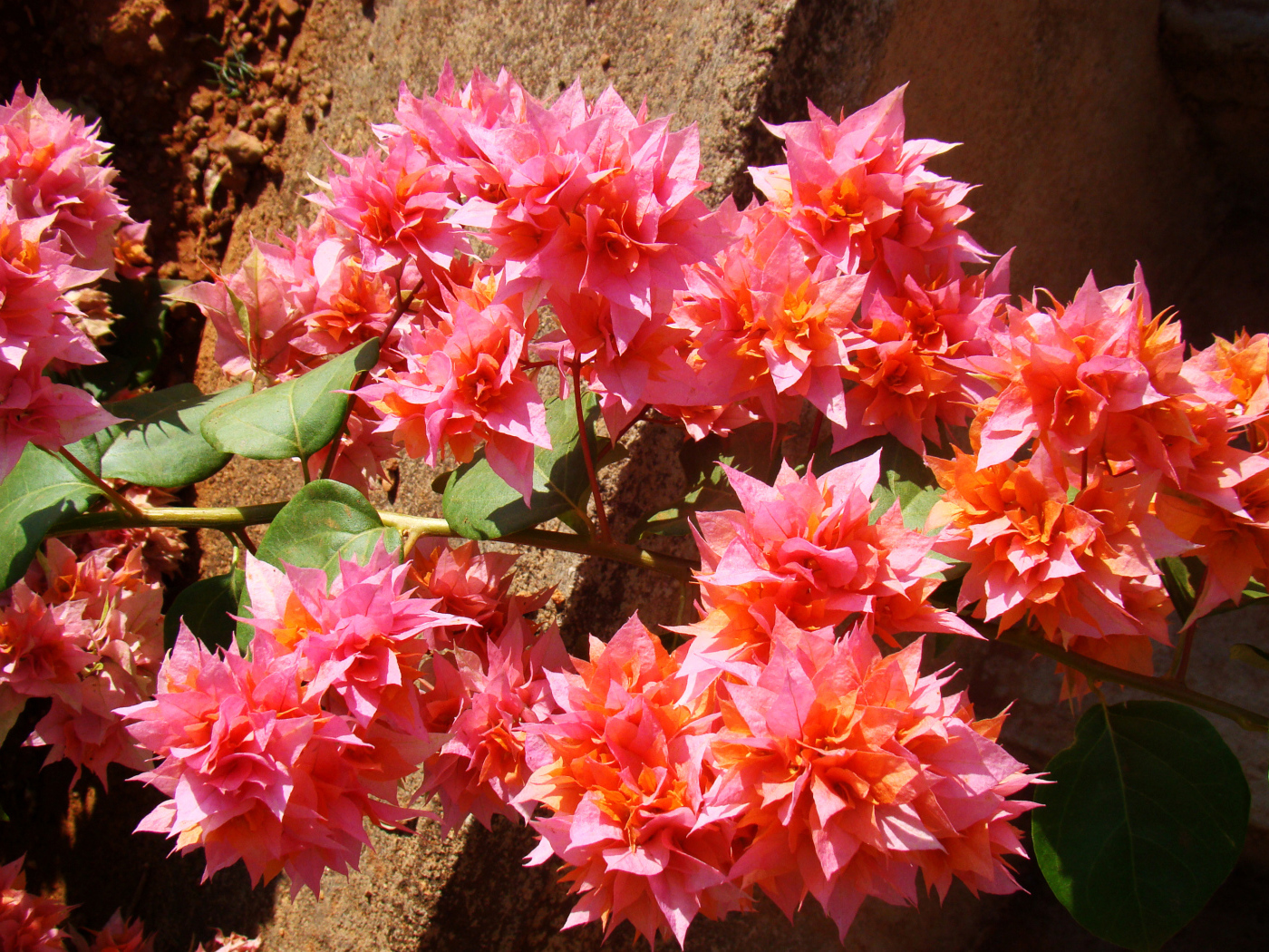 Розовые цветы бугенвиллия крупным планом