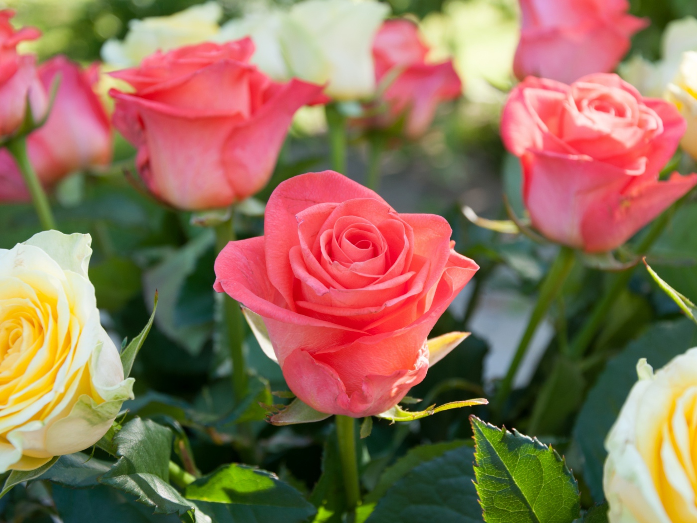 Розовые и желтые розы крупным планом