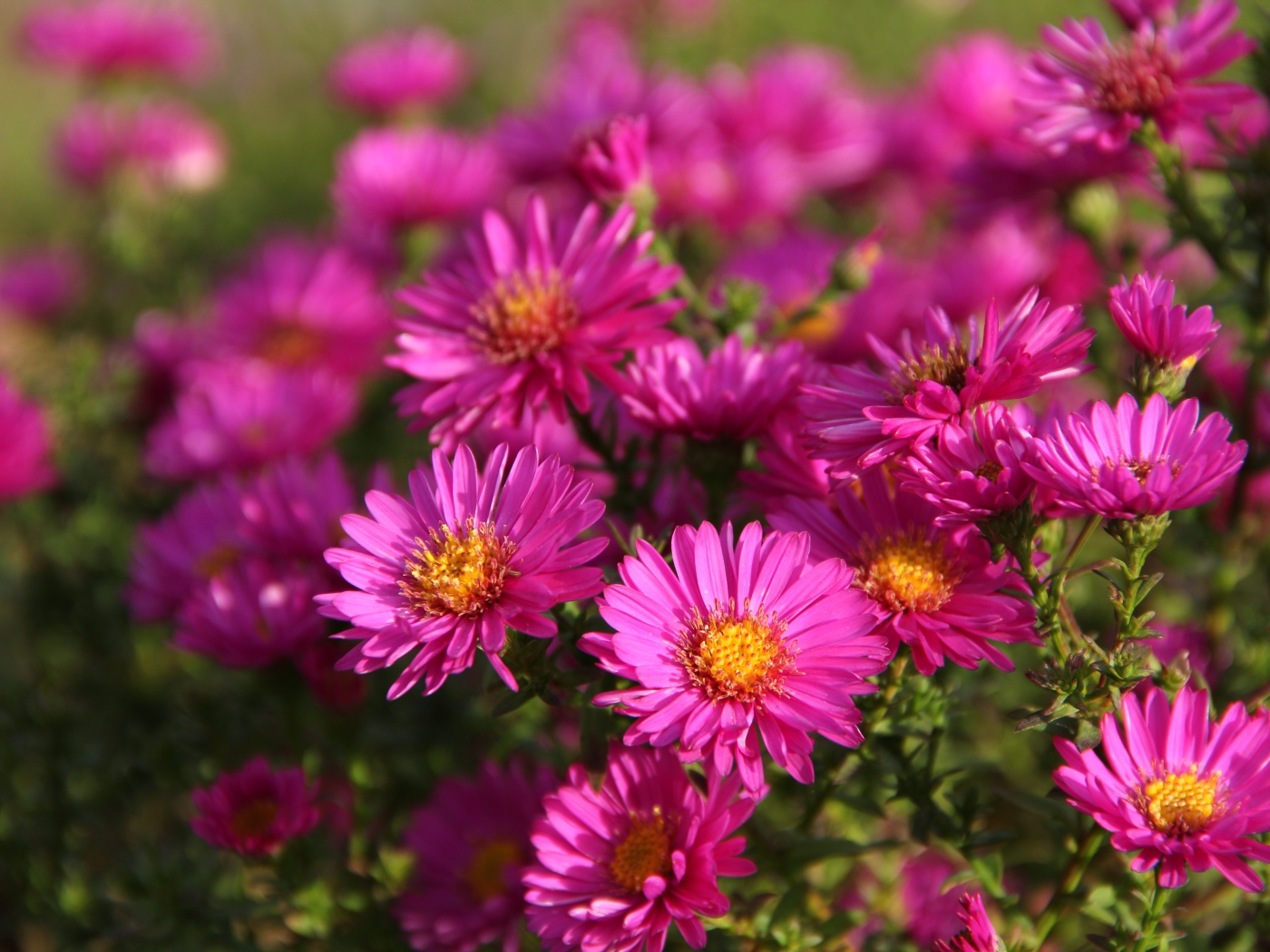 Розовые осенние цветы астры