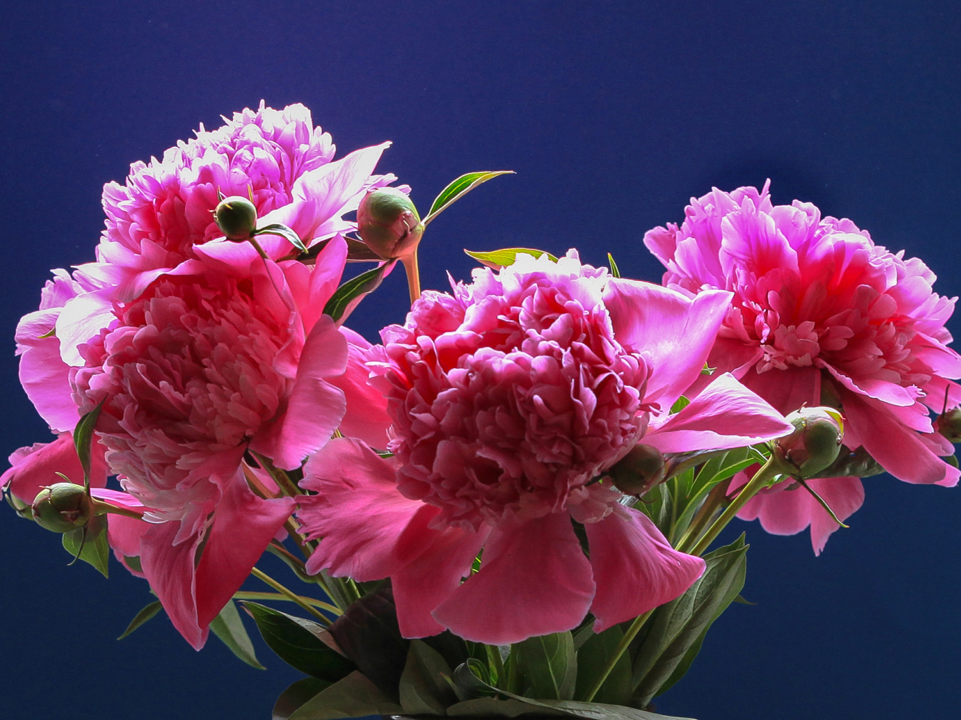 Розовые красивые пионы на голубом фоне