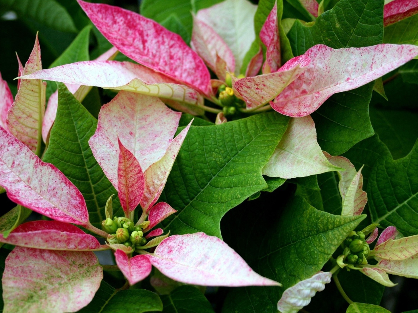 Розовые цветы Пуансеттия с зелеными листьями