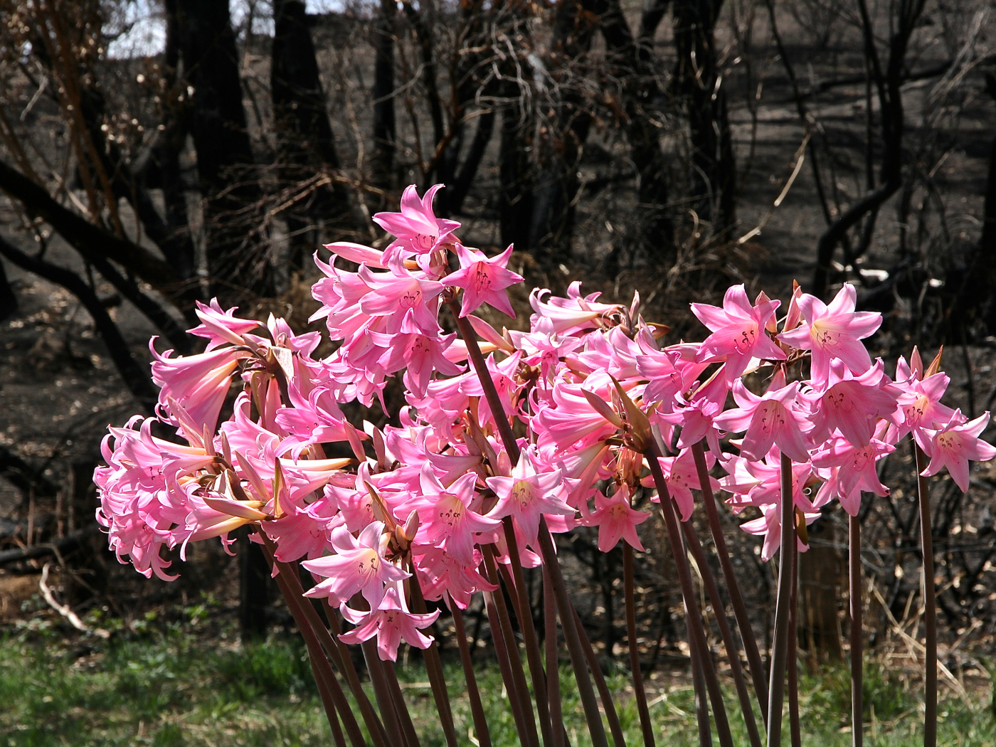 Розовые цветы амариллис крупным планом