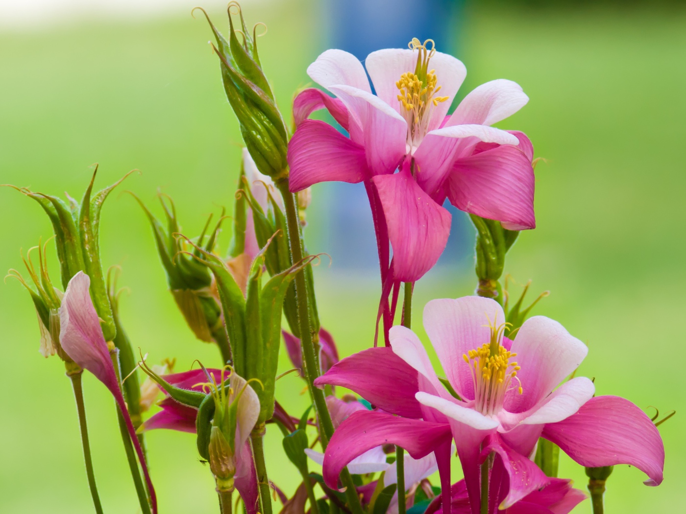 Розовые цветы водосбор на зеленом фоне 