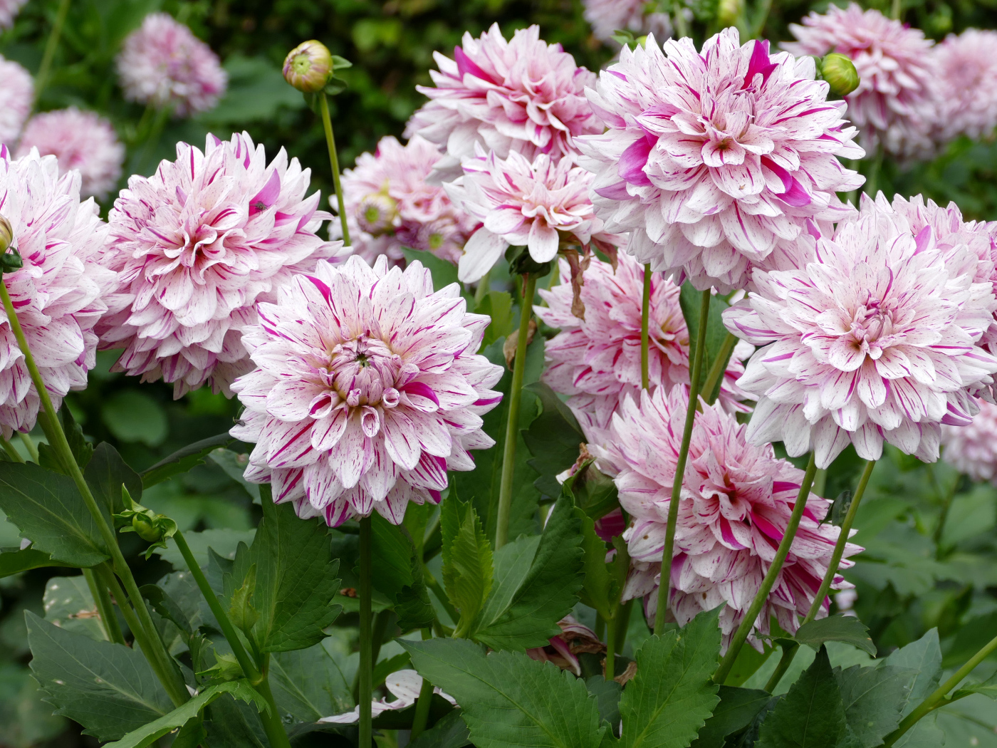 Розовые цветы георгины крупным планом