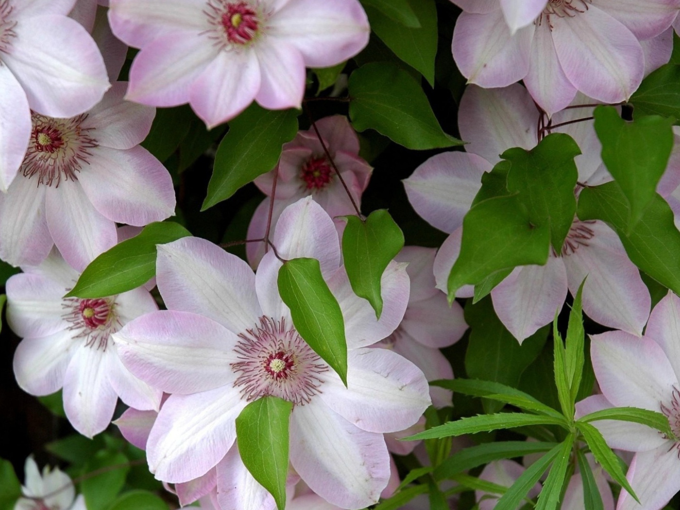 Розовые крупные цветы клематисы 