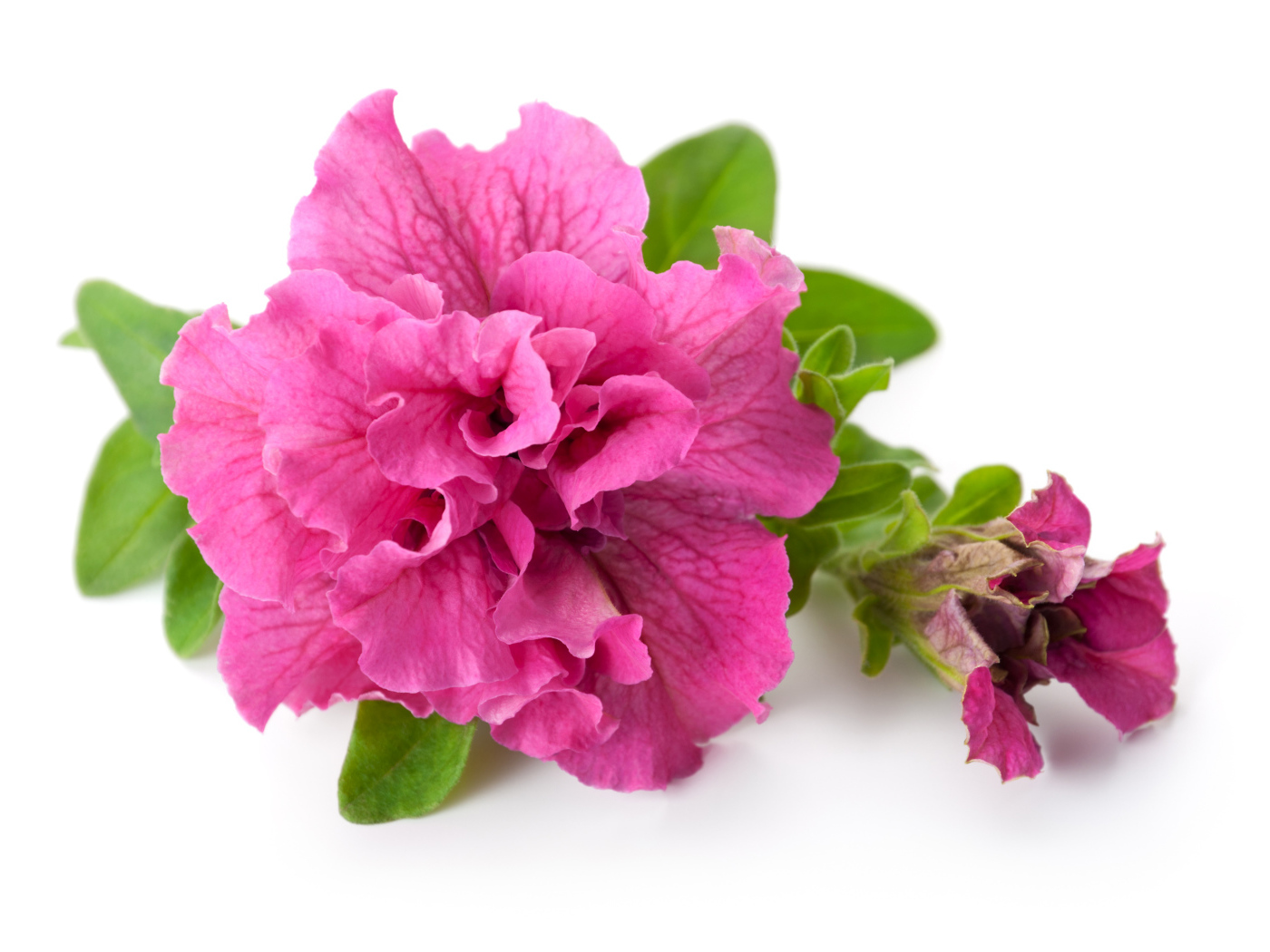 Розовый цветок петуния крупным планом на белом фоне