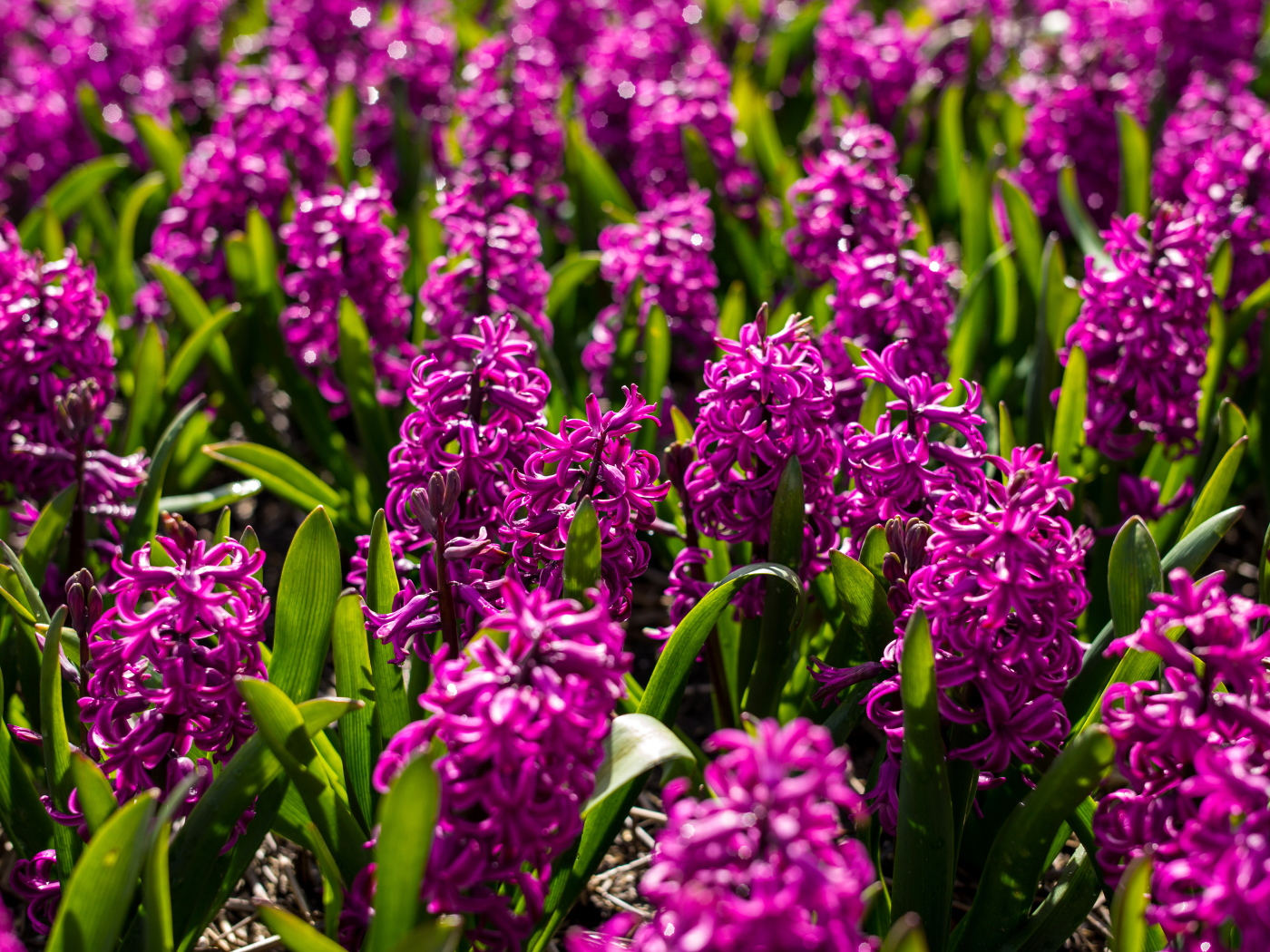 Фиолетовые цветы гиацинты на клумбе 