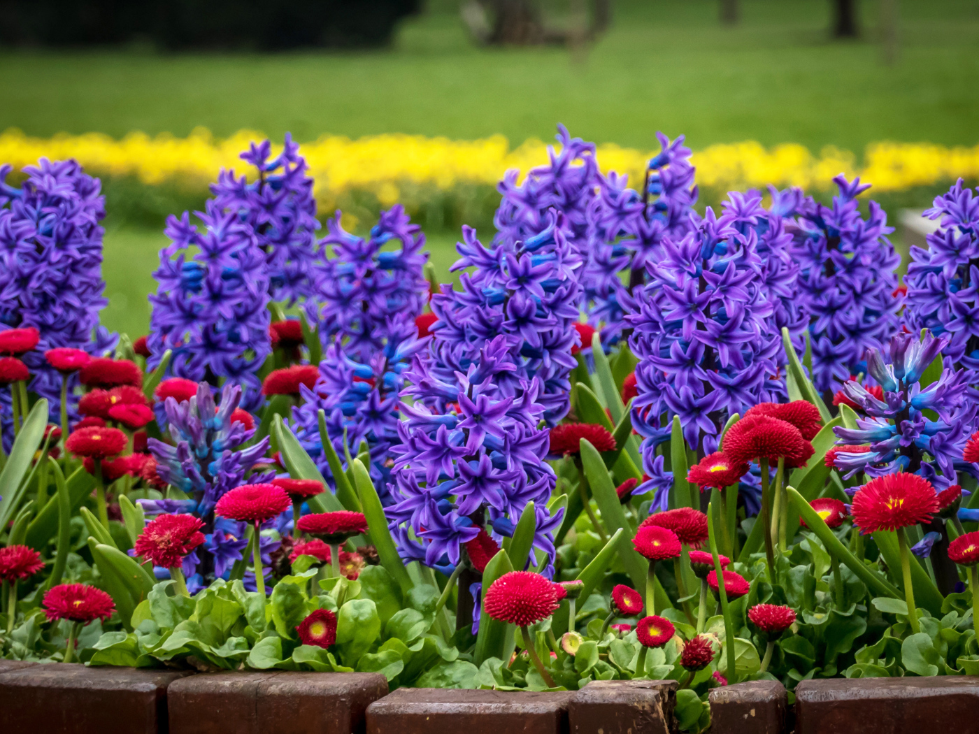 Фиолетовые гиацинты и красные маргаритки на клумбе