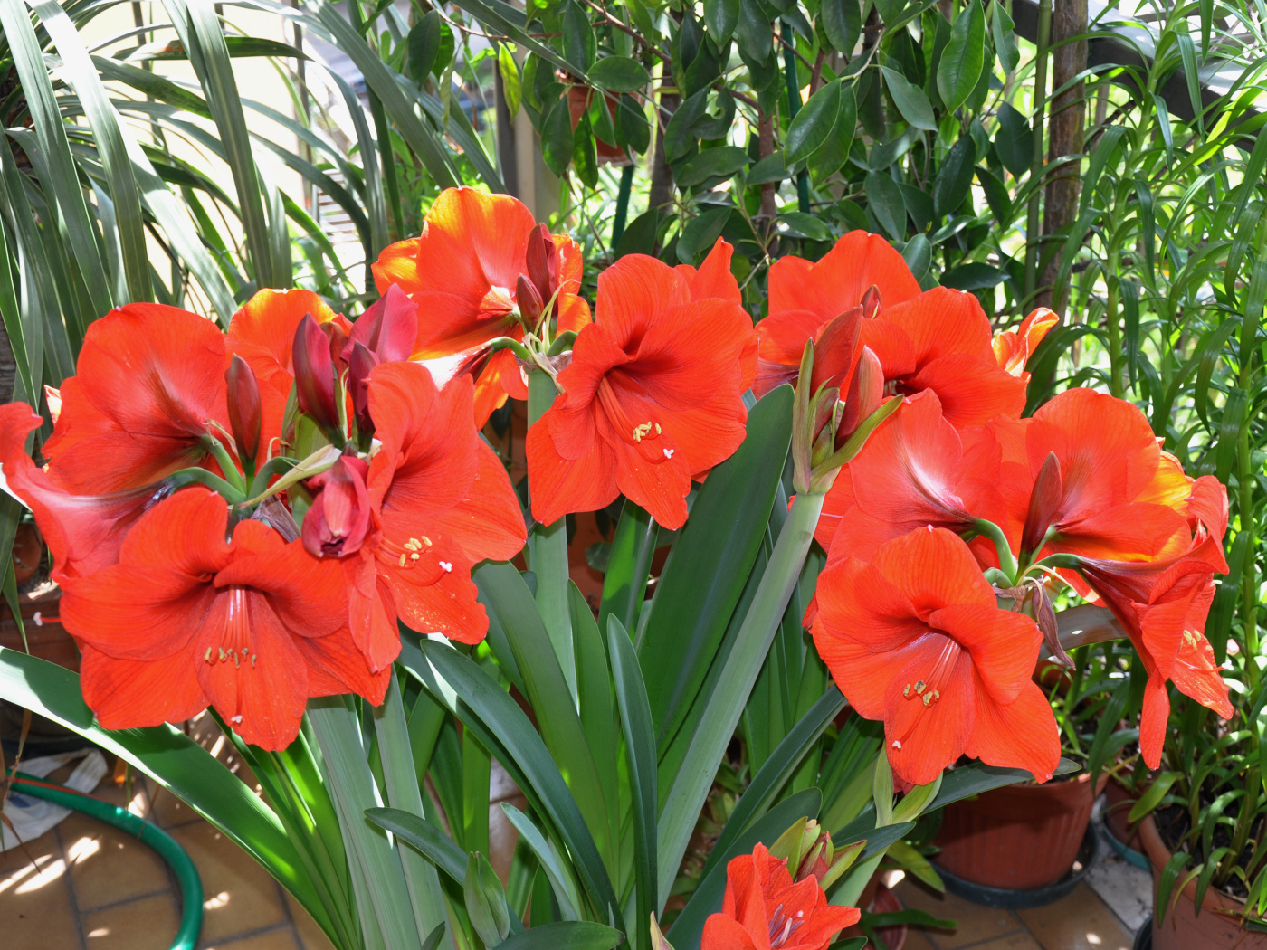 Красные комнатные цветы Амариллис