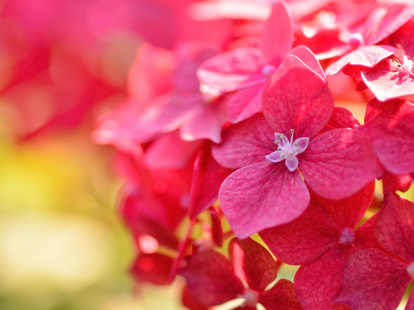 Красные красивые цветы гортензия крупным планом