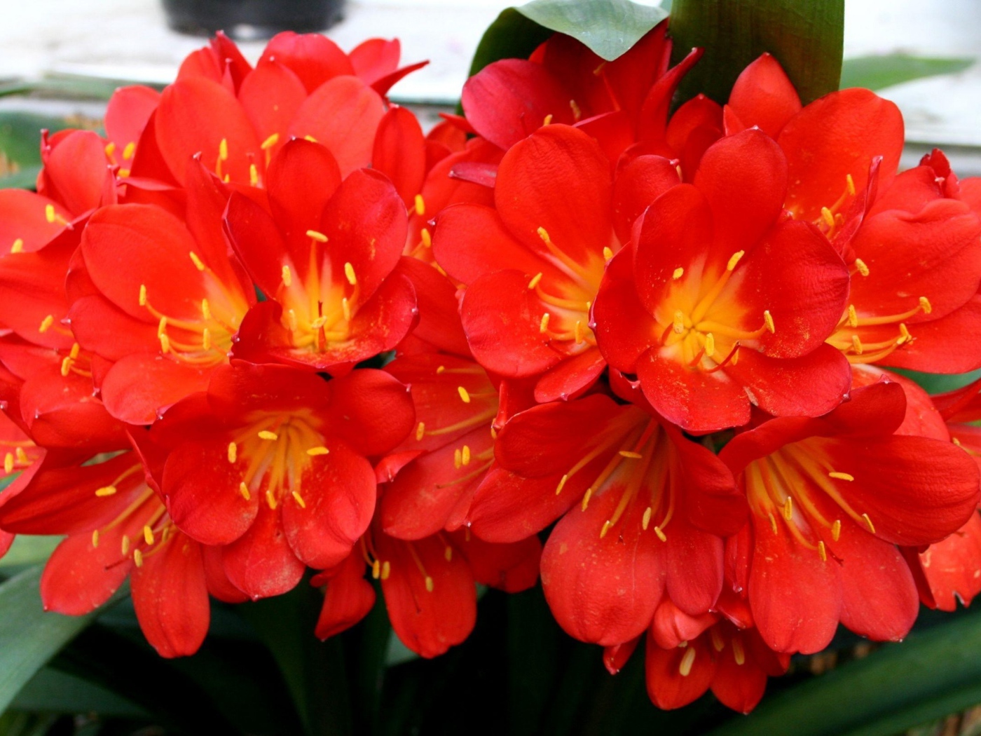 Красные красивые комнатные цветы кливия