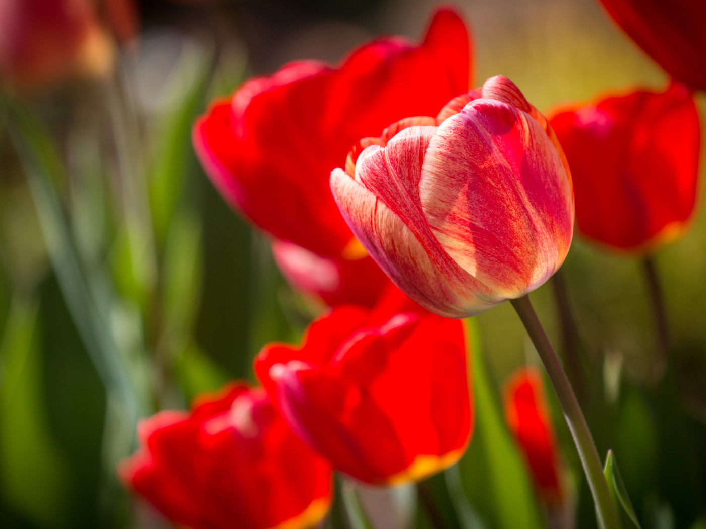 Красные красивые тюльпаны крупным планом