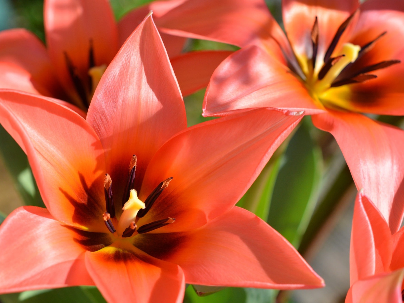 Красные распустившиеся тюльпаны крупным планом 