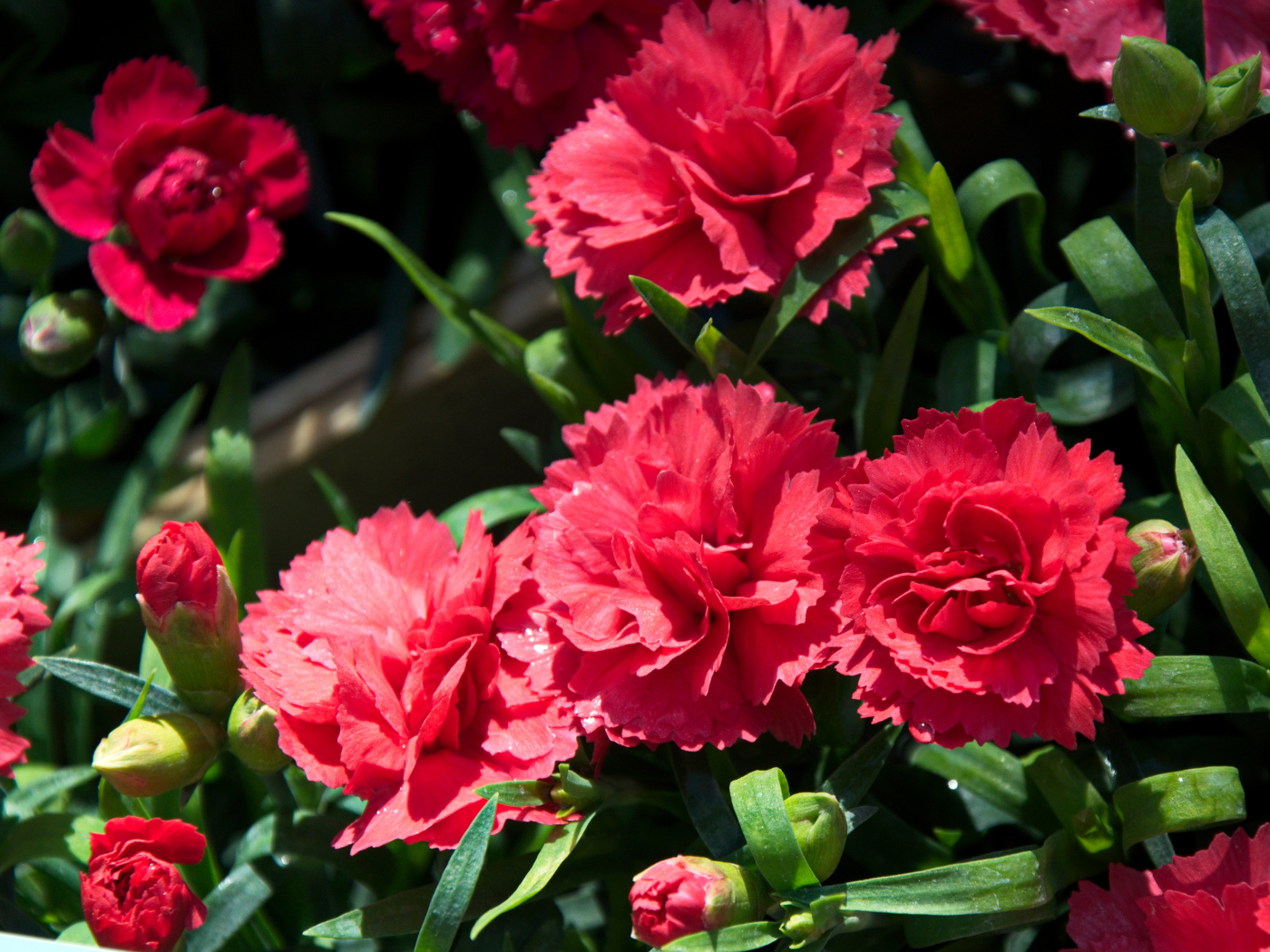 Красные гвоздики с бутонами крупным планом