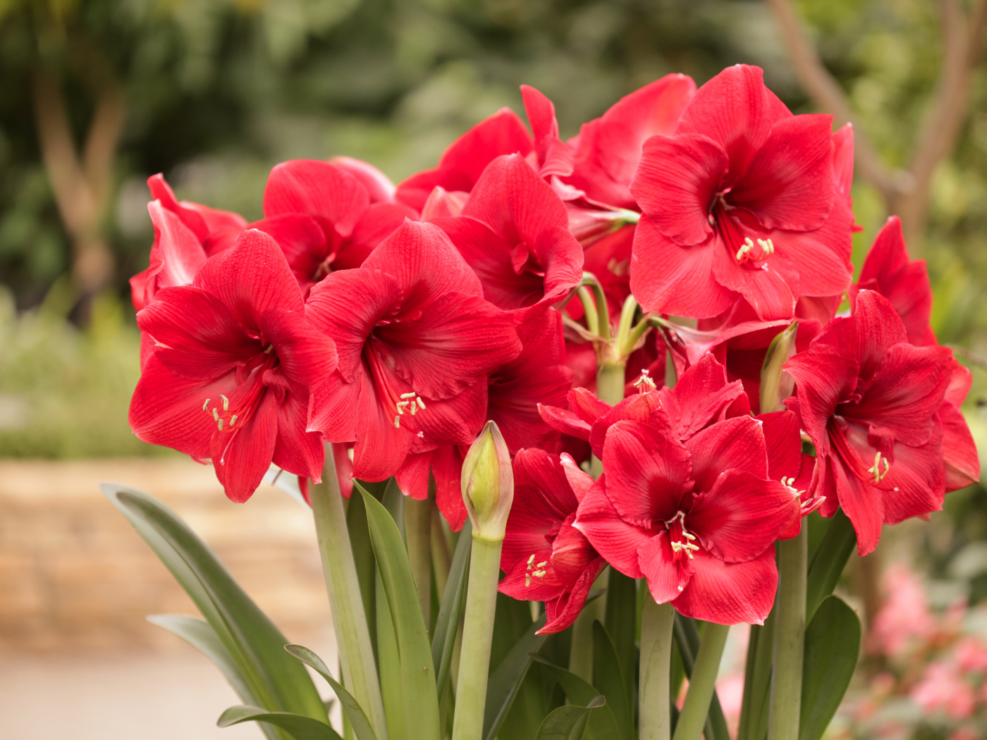 Красные цветы Амариллис крупным планом 