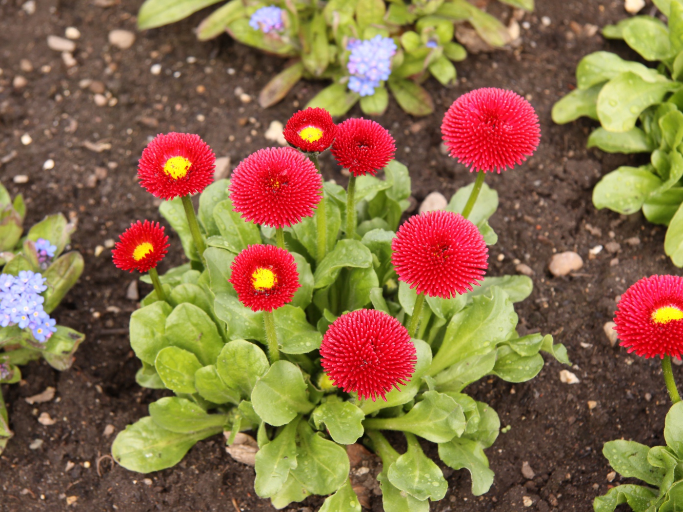 Красные пышные маргаритки на клумбе 