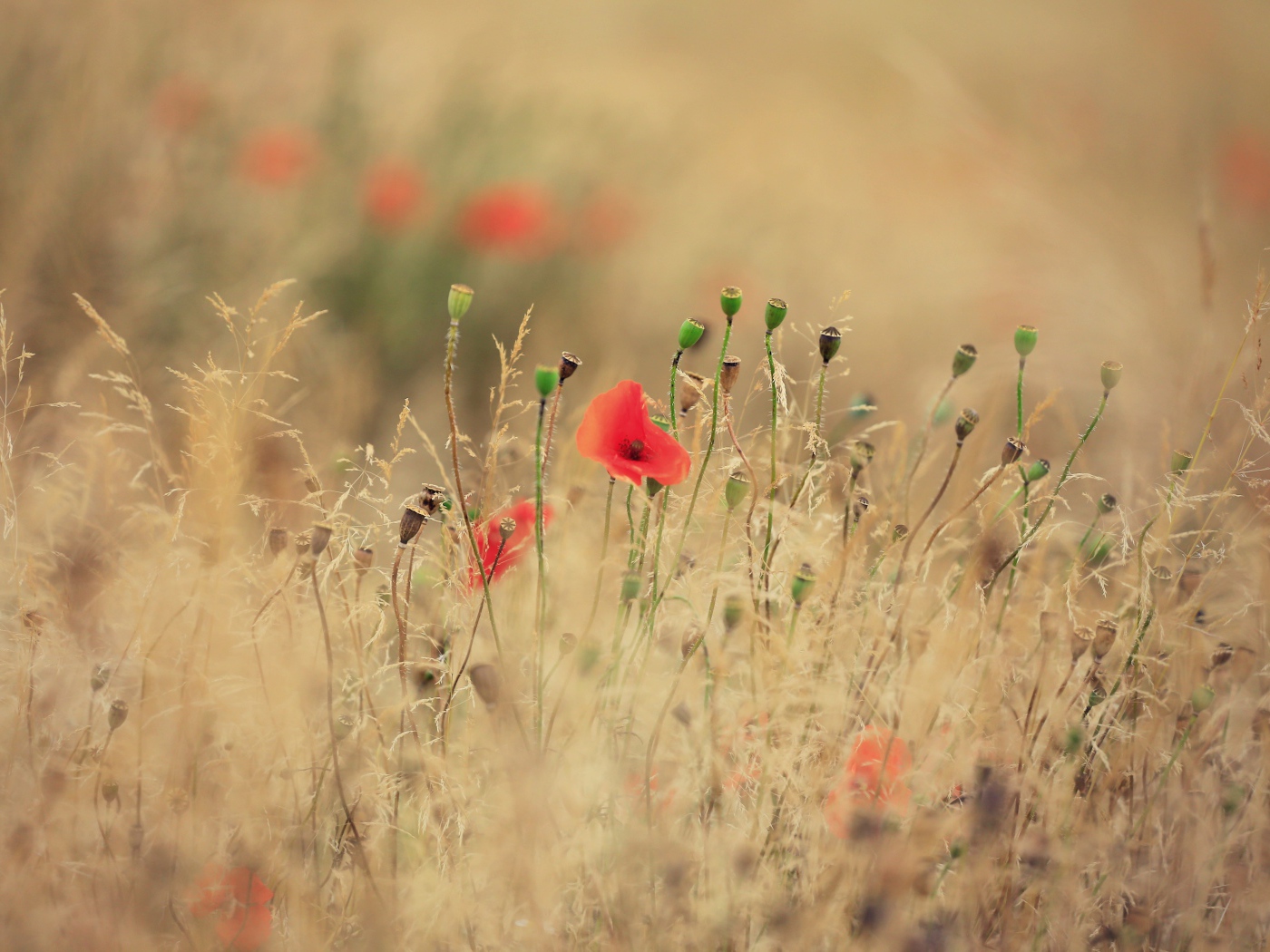Красные полевые маки растут среди сухой травы