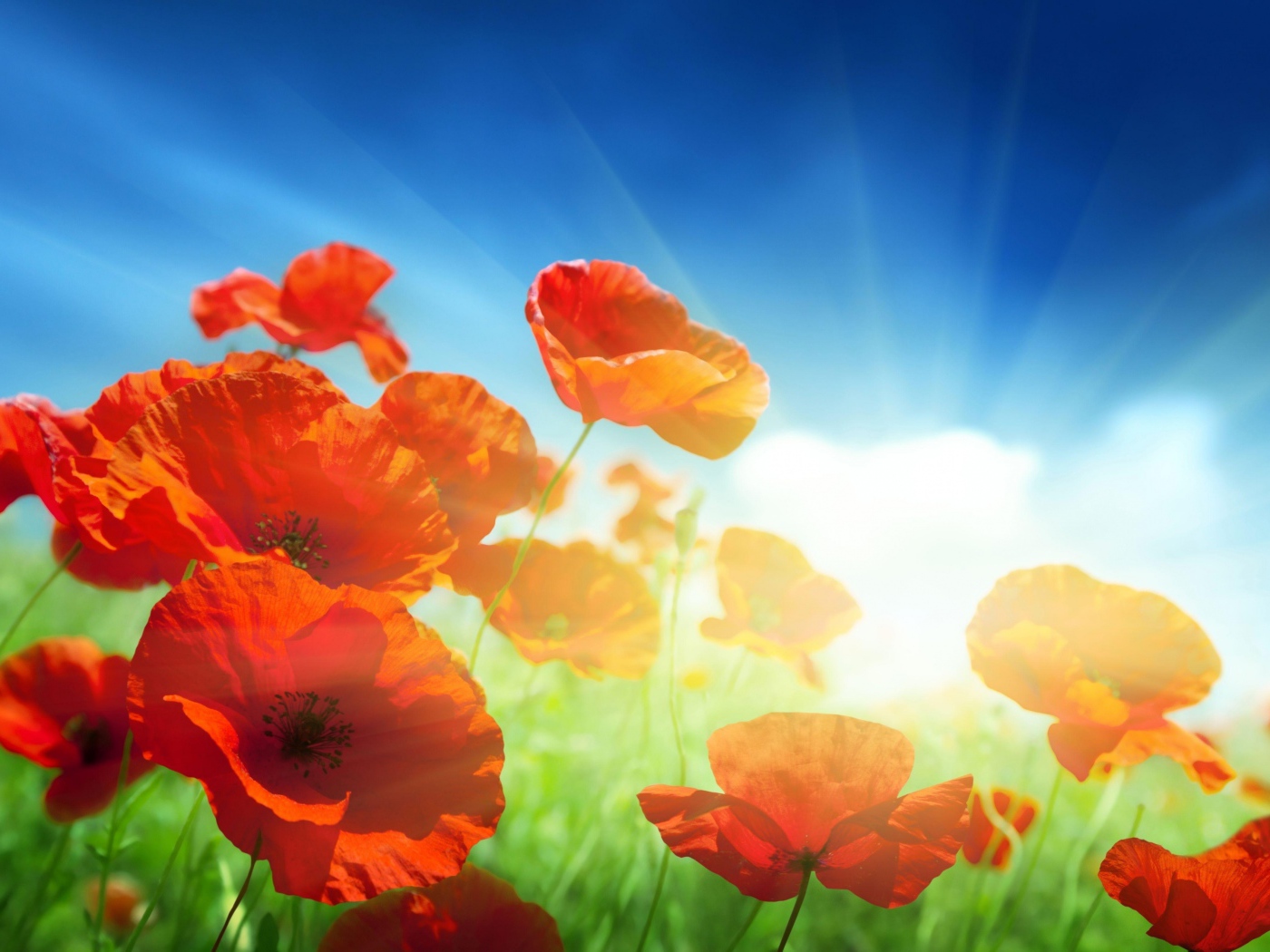 Красные маки в поле под голубым небом