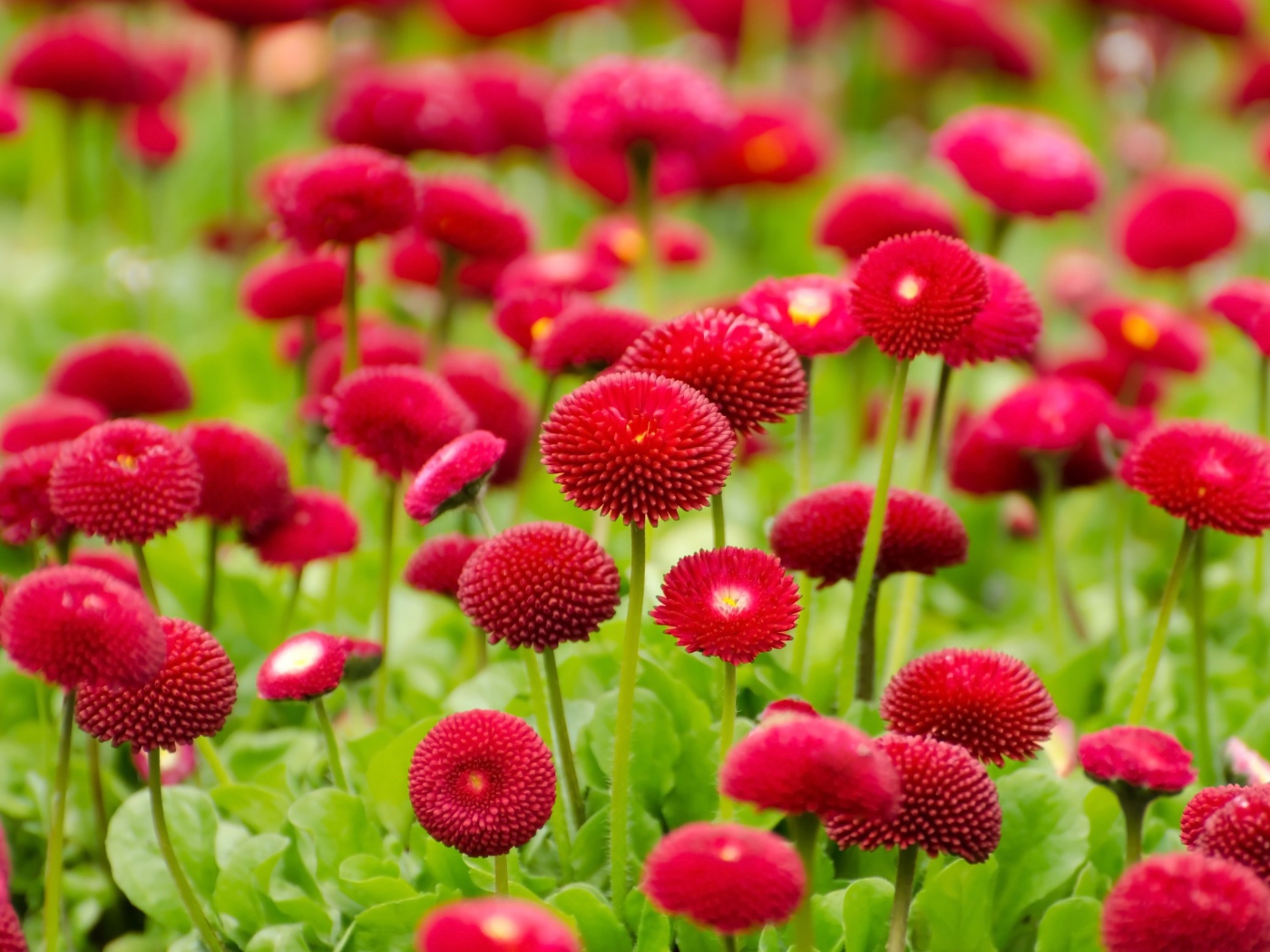 Красные летние цветы маргаритки 