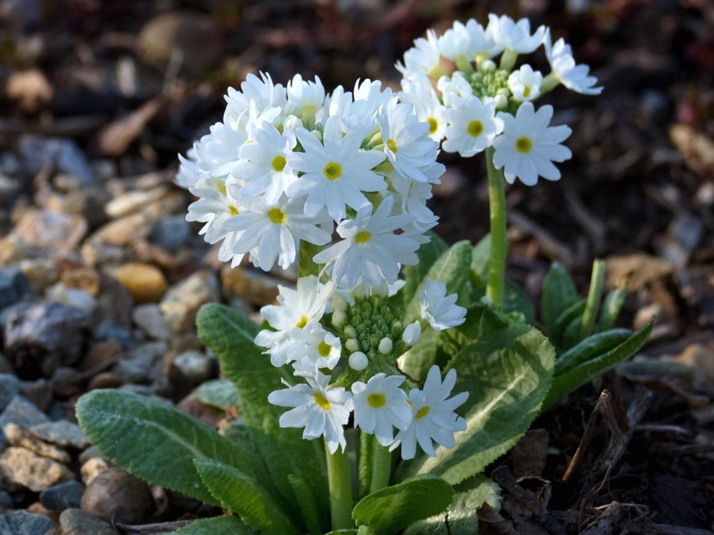 Белоснежная примула в грунте на клумбе
