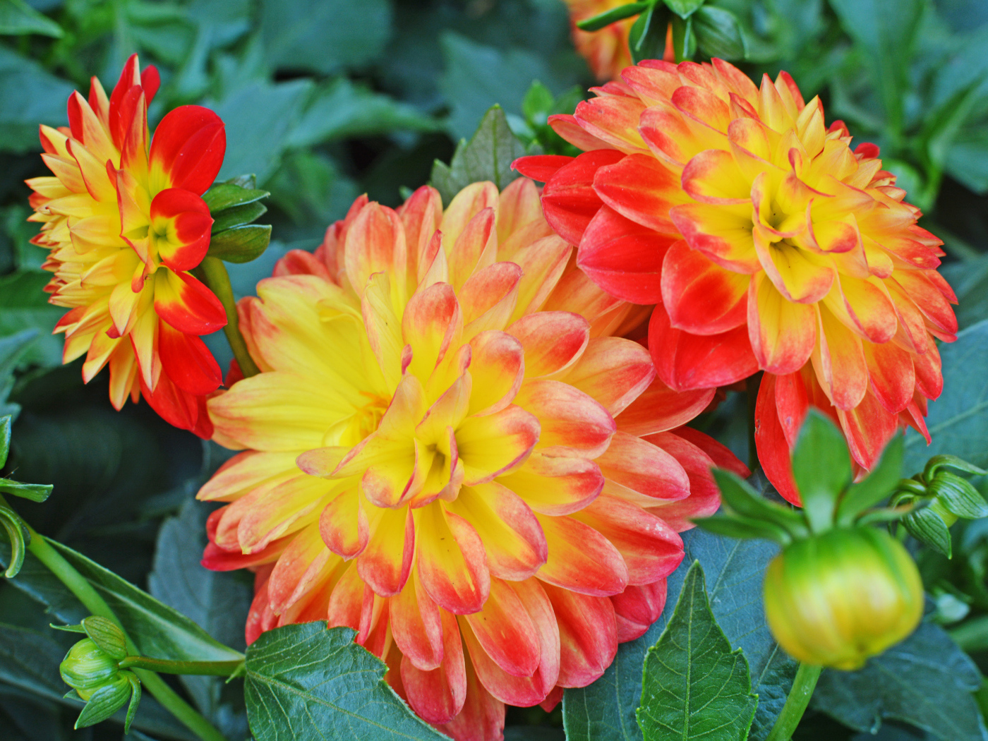 Три красивых оранжевых георгины 