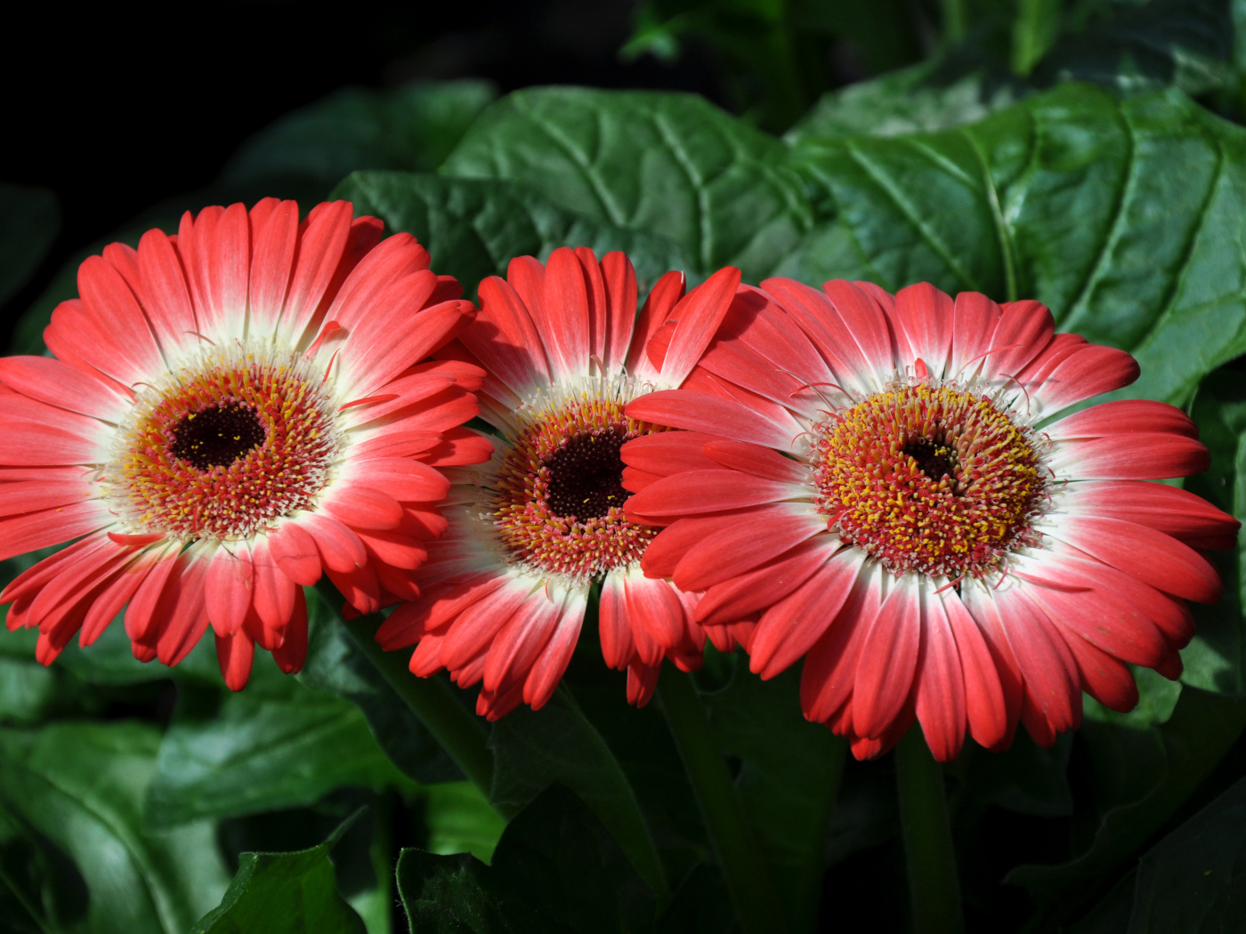 Три красивые красные герберы крупным планом