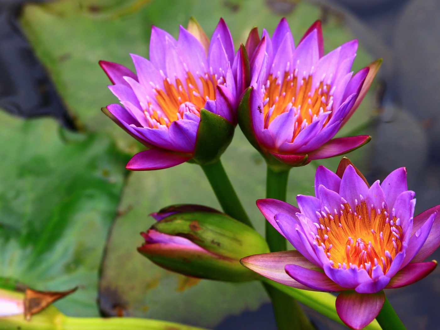 Три нежных сиреневых лотоса  в воде 