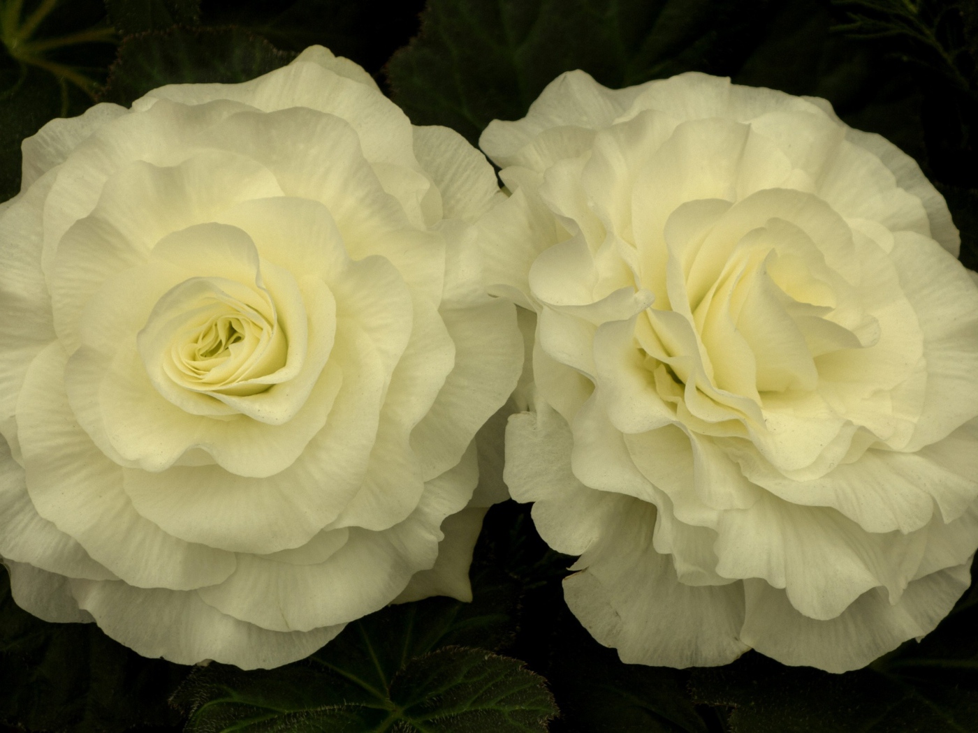 Два красивых нежных цветка бегонии 