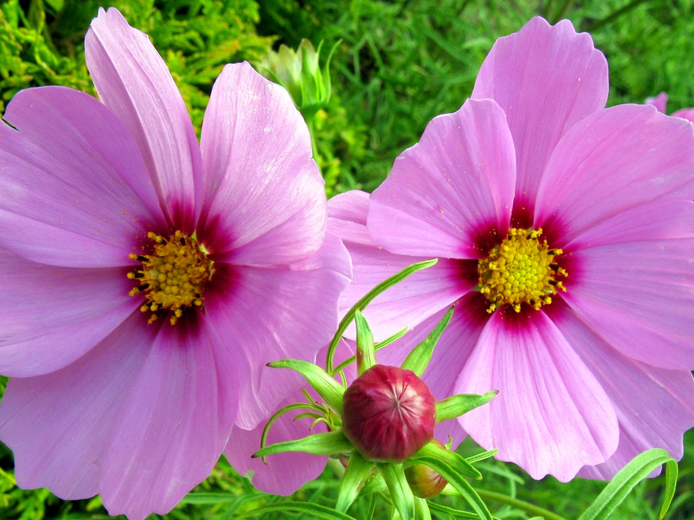 Два розовых цветка космеи с бутоном 