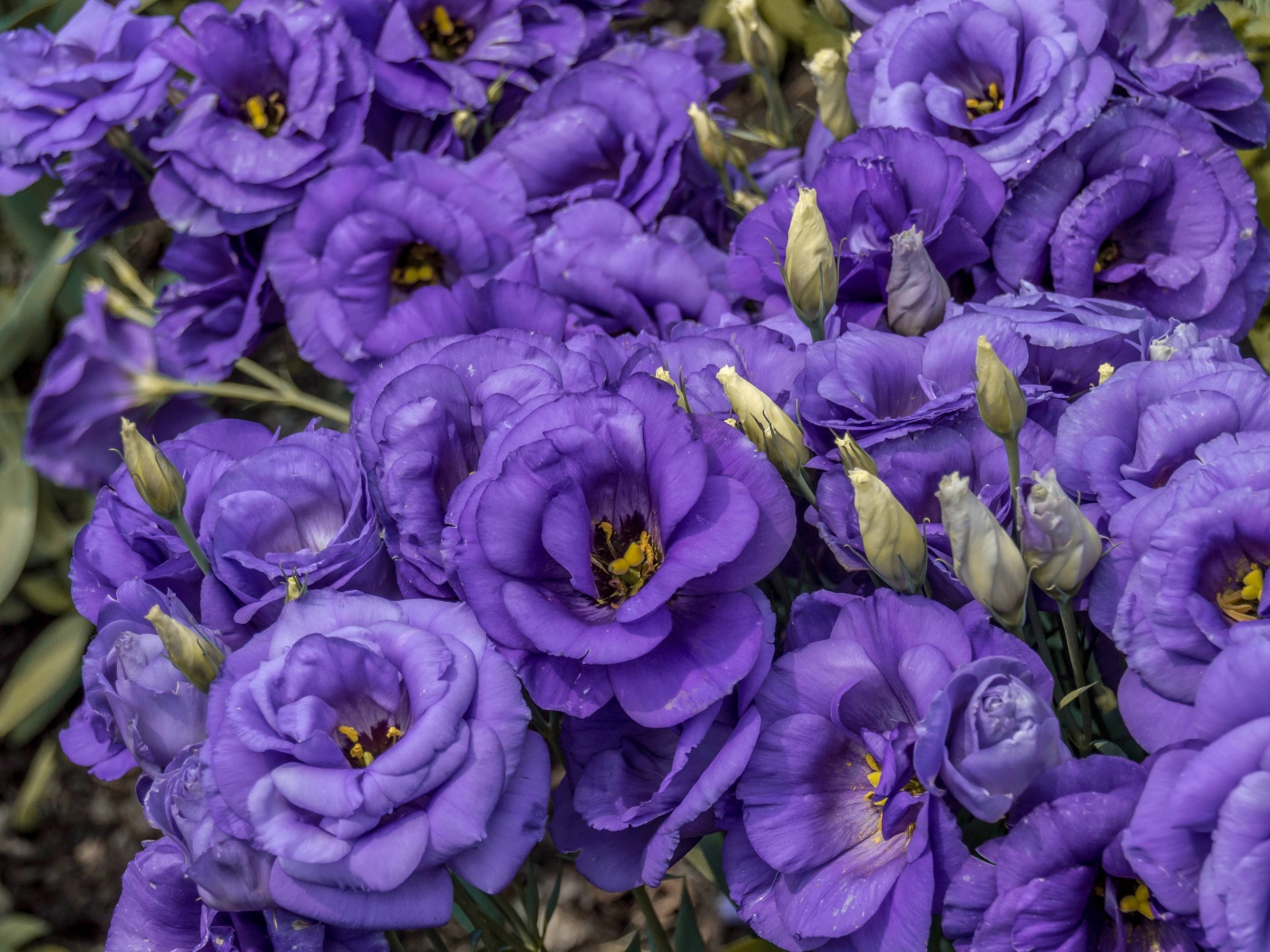 Фиолетовые красивые цветы эустома