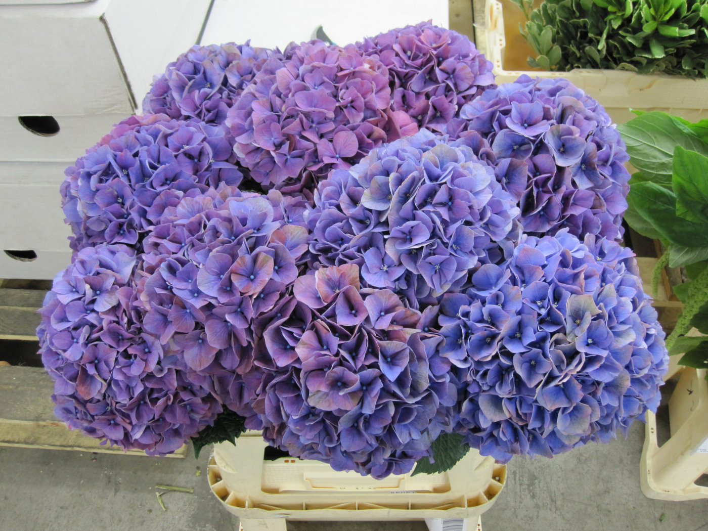 Фиолетовые цветы Гортензия крупным планом 