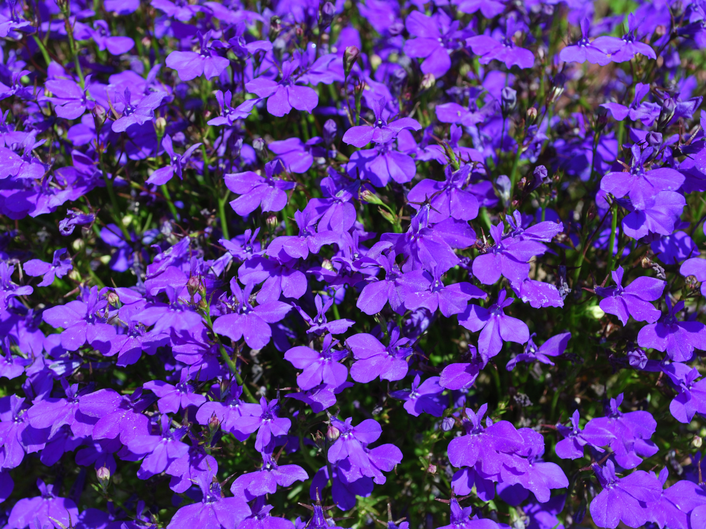 Фиолетовые цветы лобелия крупным планом