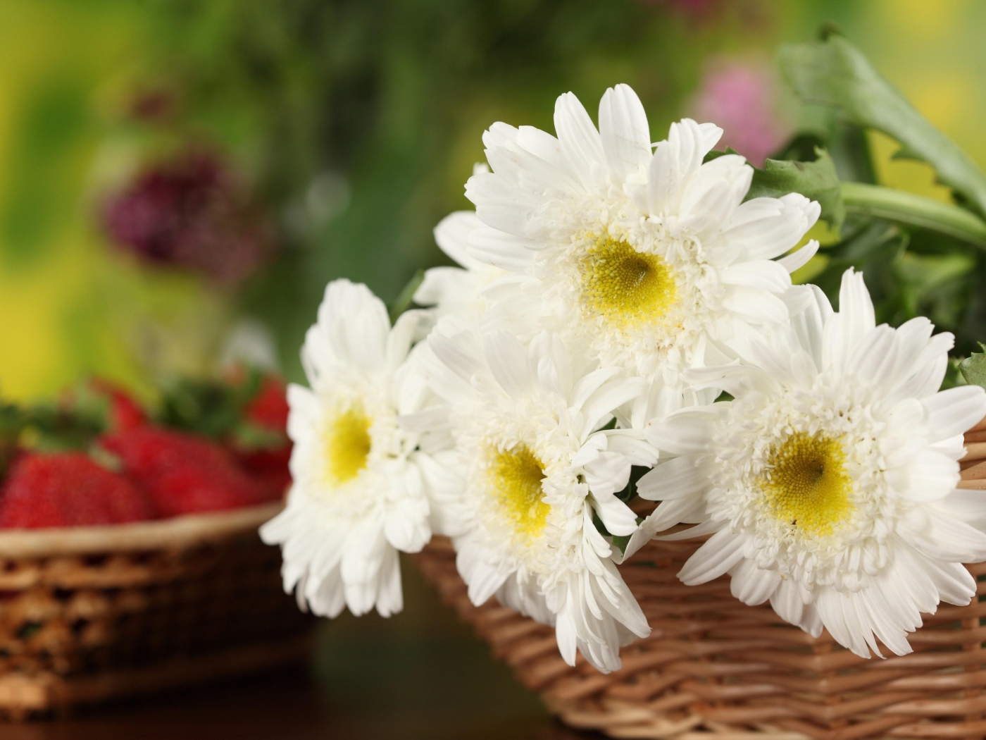 Белоснежные цветы хризантемы в корзине