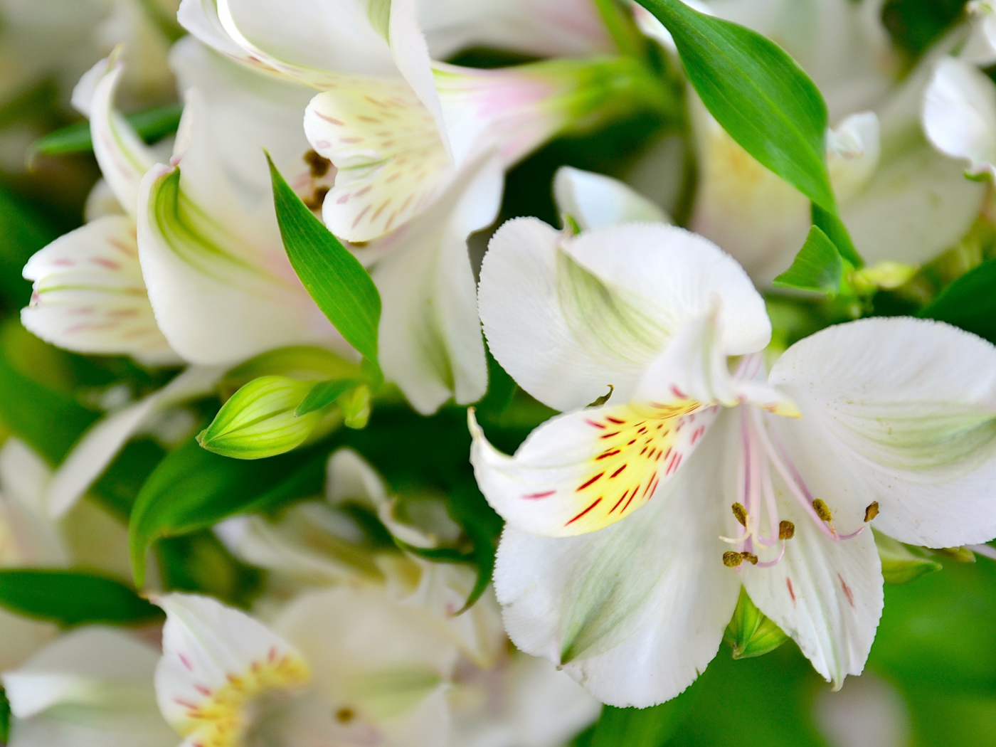 Белые нежные цветы альстрёмерия крупным планом