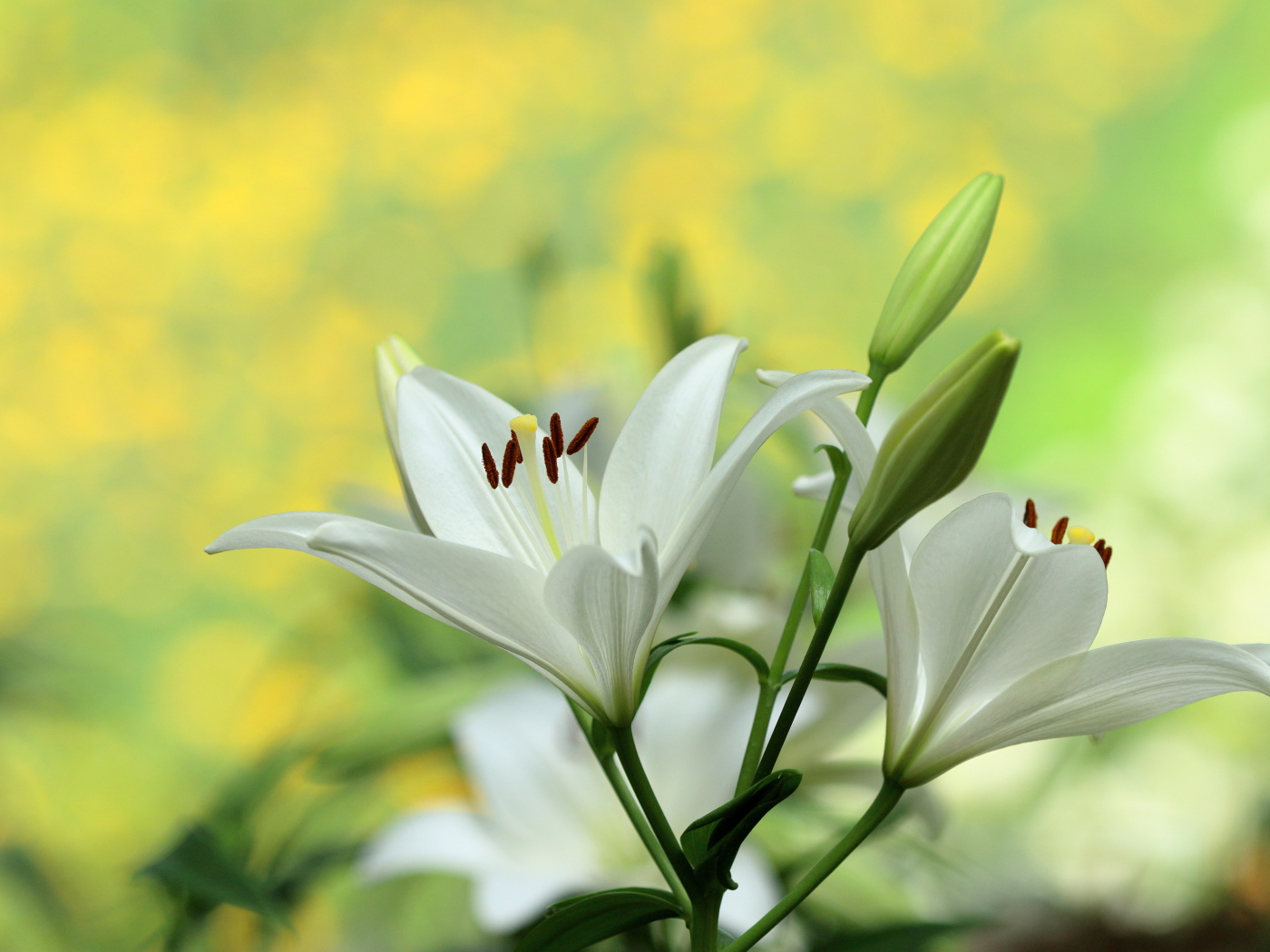 Белые лилии с бутонами крупным планом