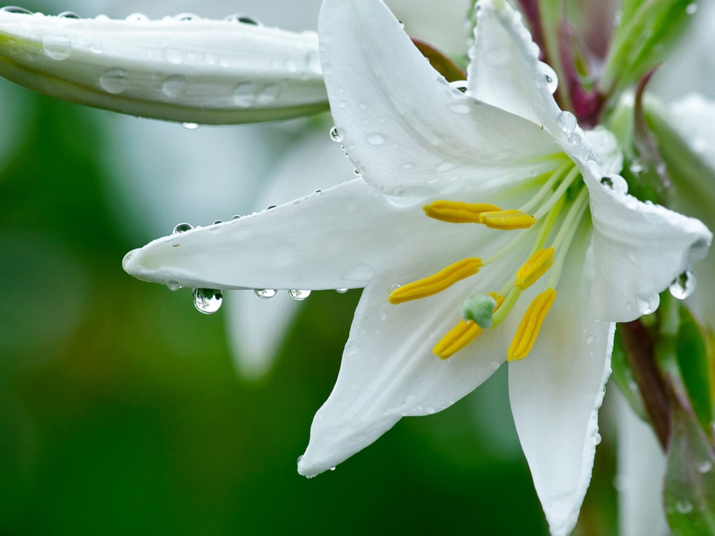 Белая лилия с бутонами в каплях росы