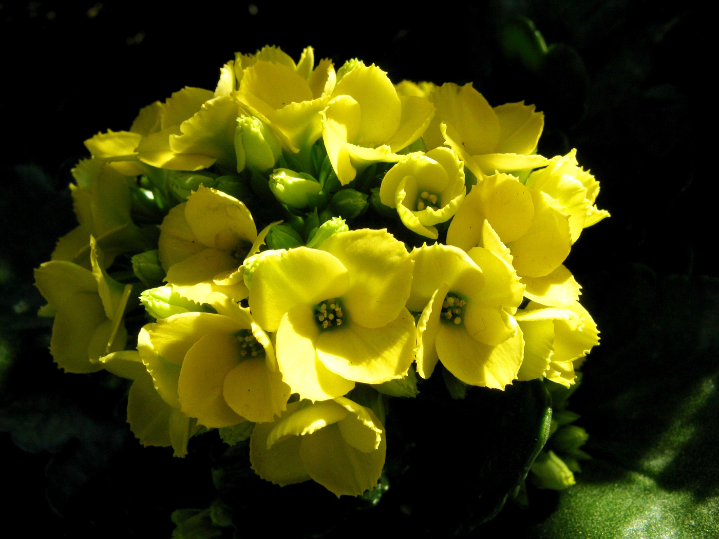 Желтый цветок каланхоэ крупным планом