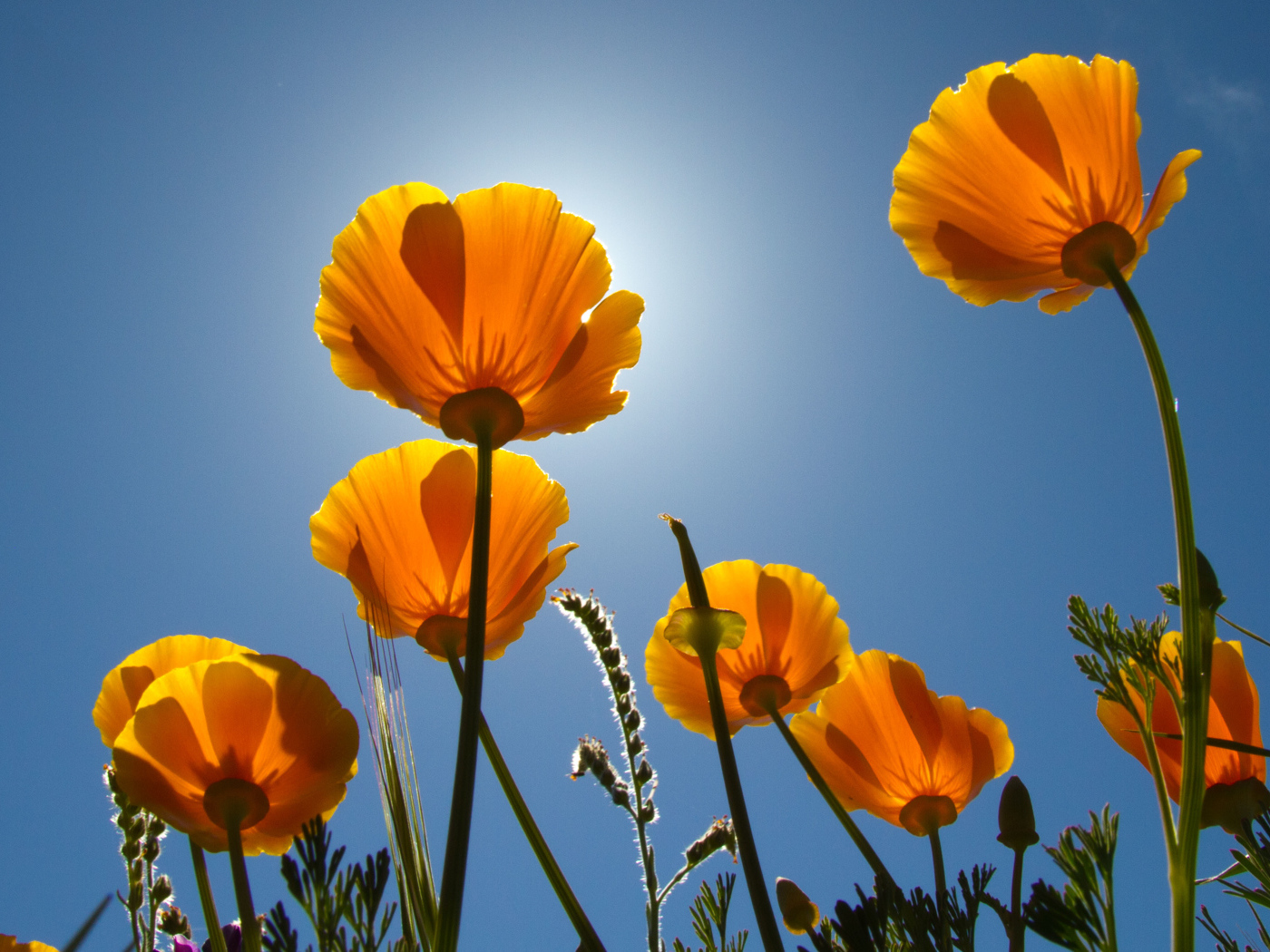 Желтые красивые цветы Эшшольция на фоне голубого неба 