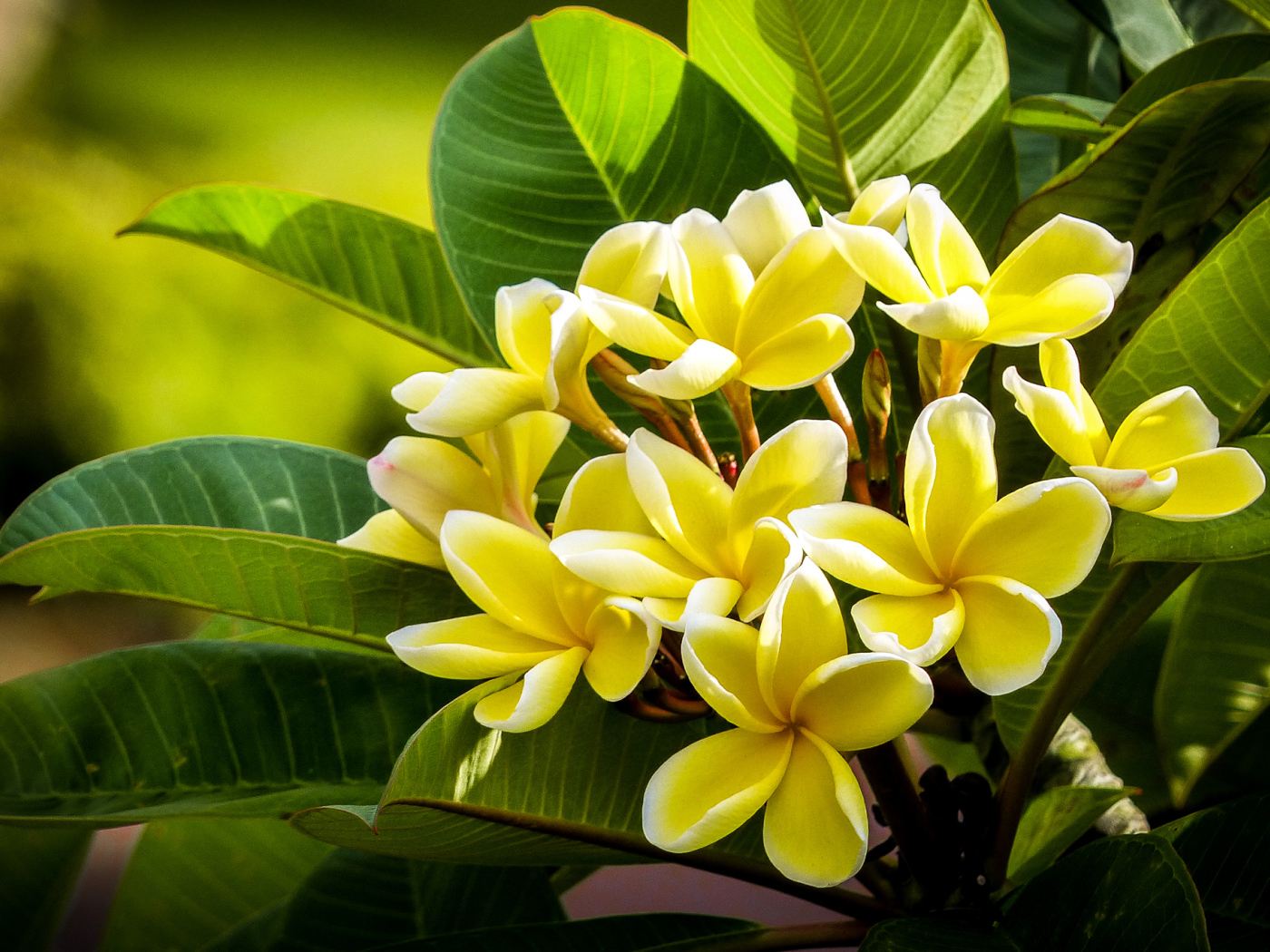 Желтые экзотические цветы Плюмерия крупным планом