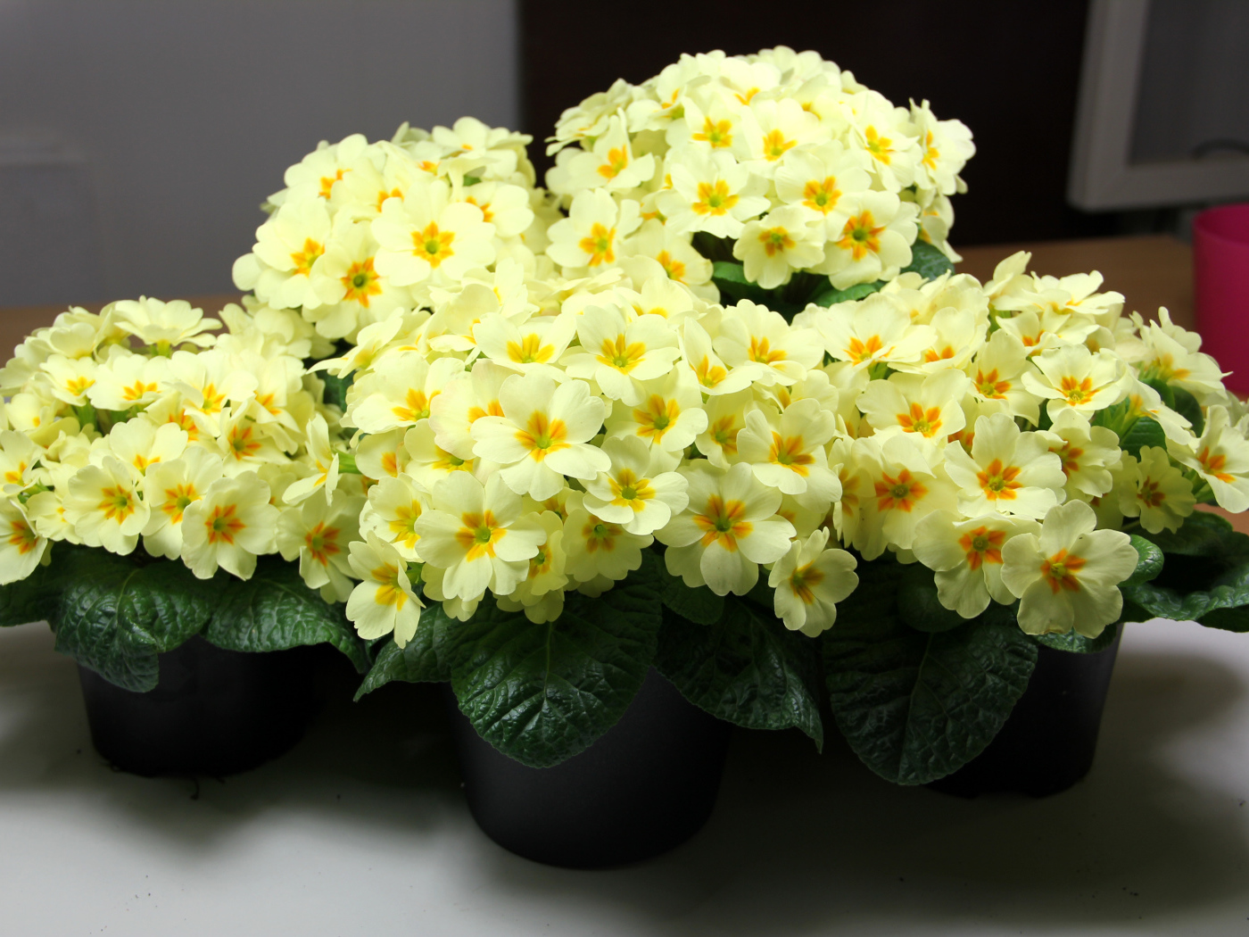 Желтые комнатные цветы примула в горшочках