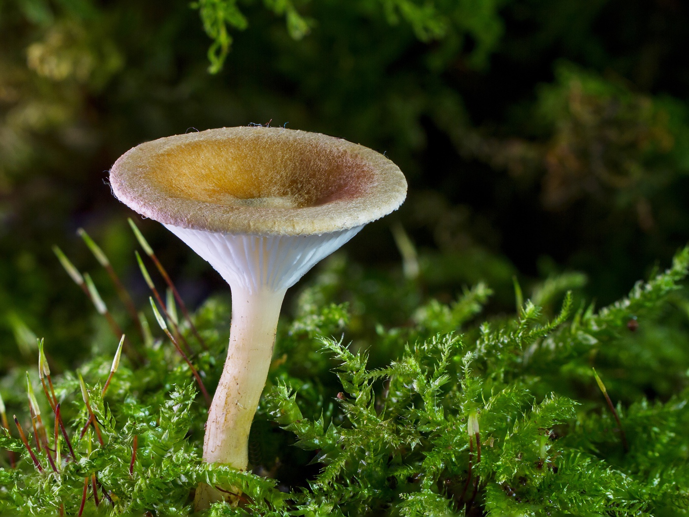A small mushroom on the green earth